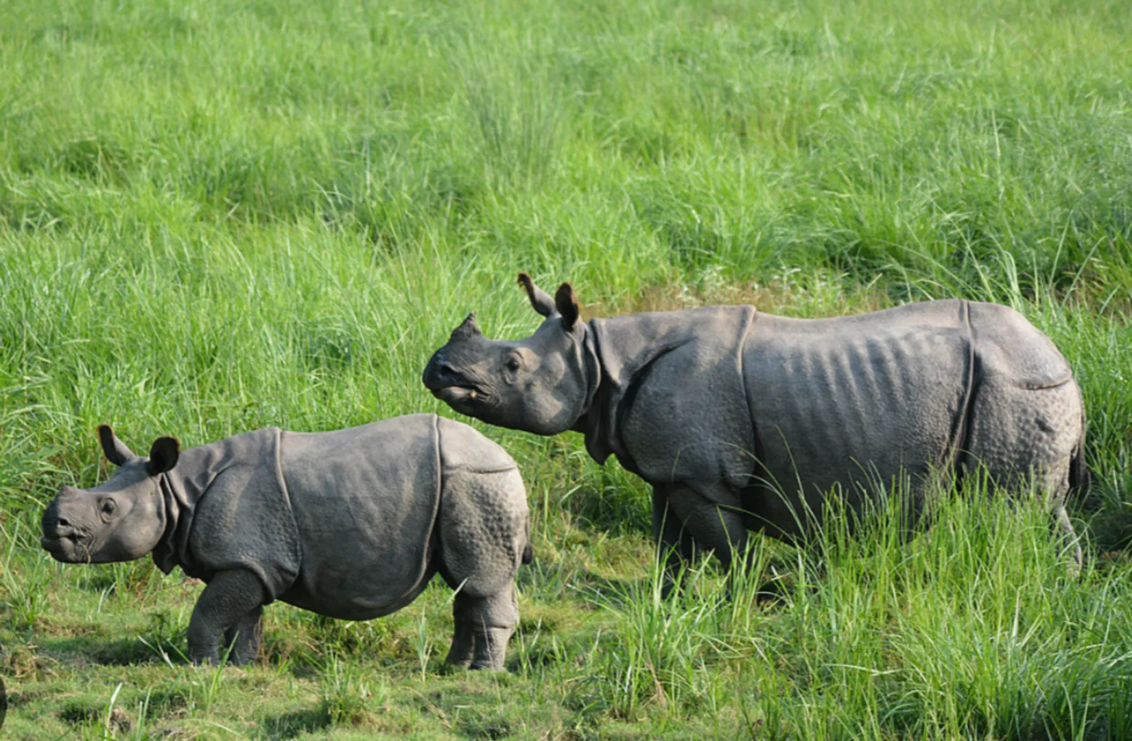 rhino population