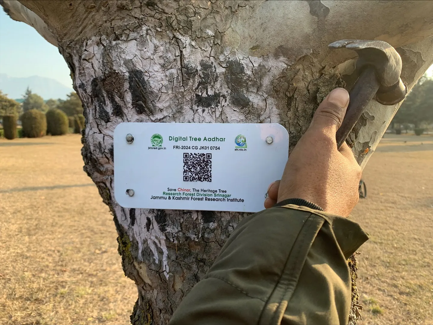 A plate with Digital Tree Aadhar number being affixed on a Chinar tree in Kashmir