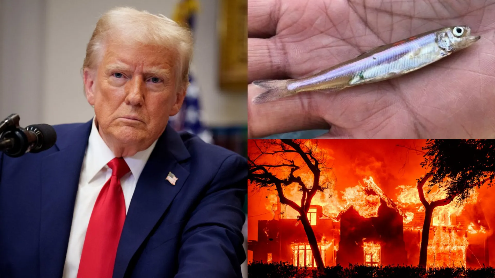 Donald Trump, Delta smelt fish and California wildfires.