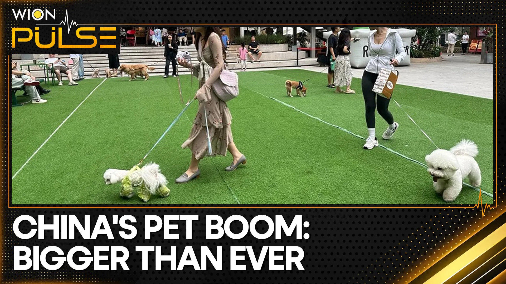 China’s pet healthcare demand skyrockets