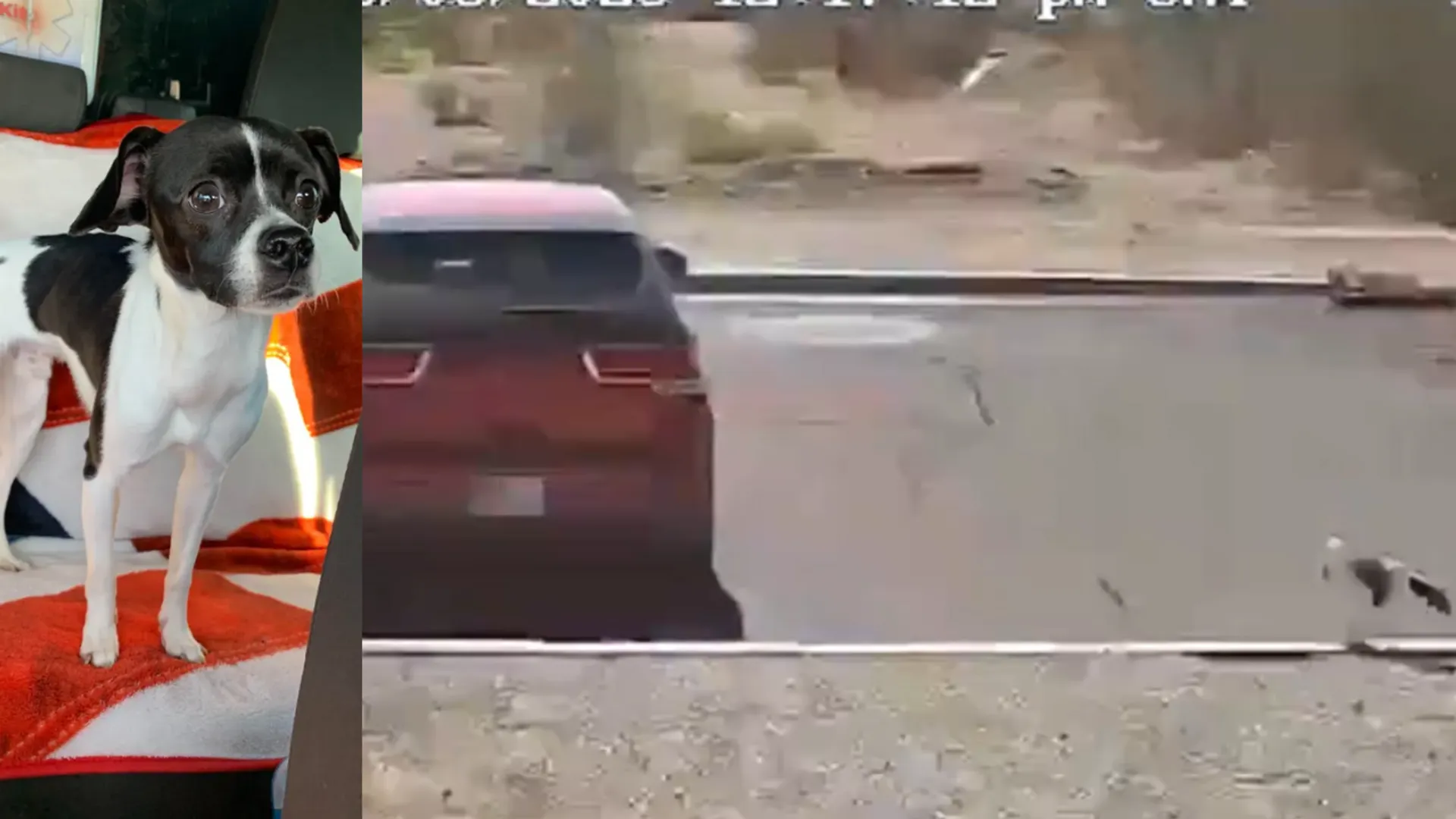Arizona pup abandoned