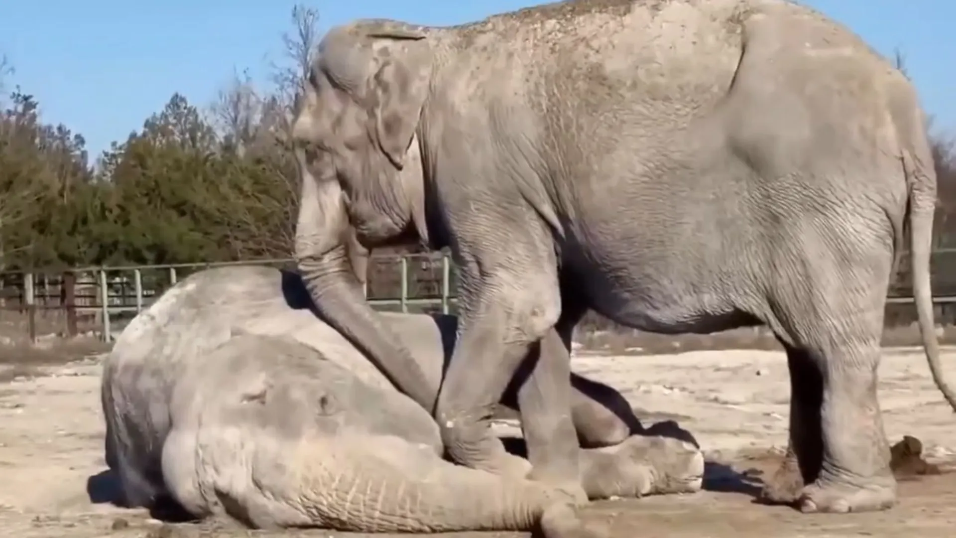 WATCH A circus elephant mourns her deceased partner in Russia