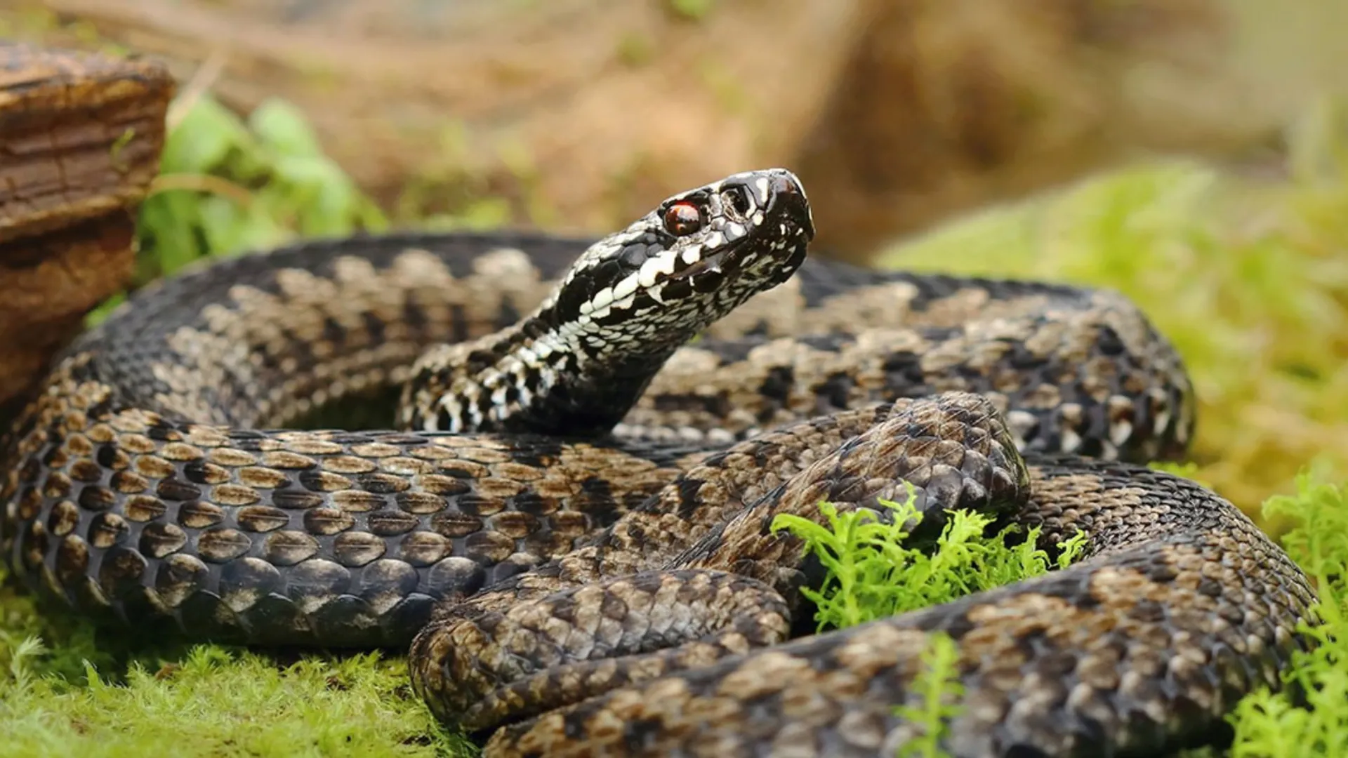 cover image 69