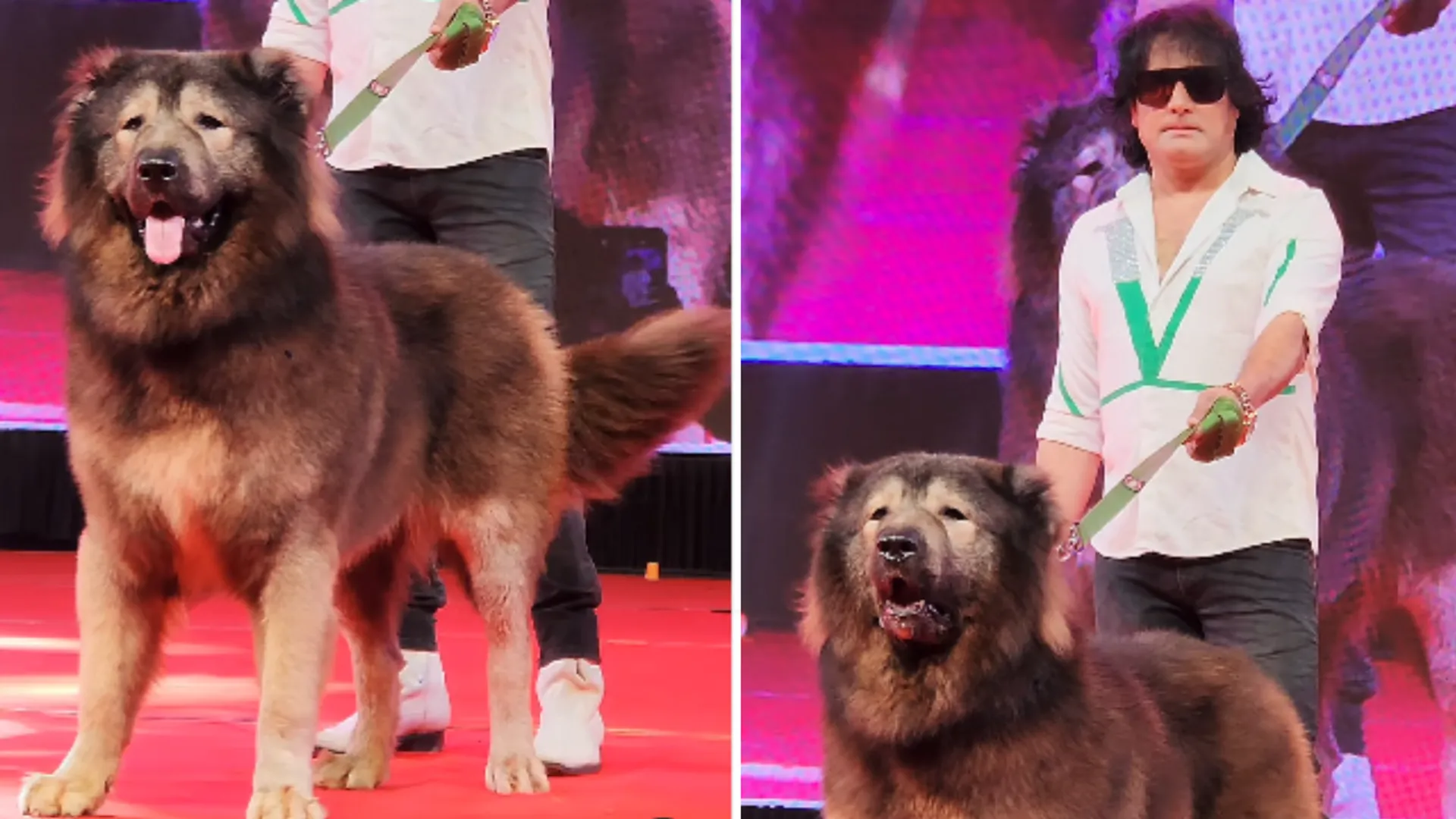 wolfdog
