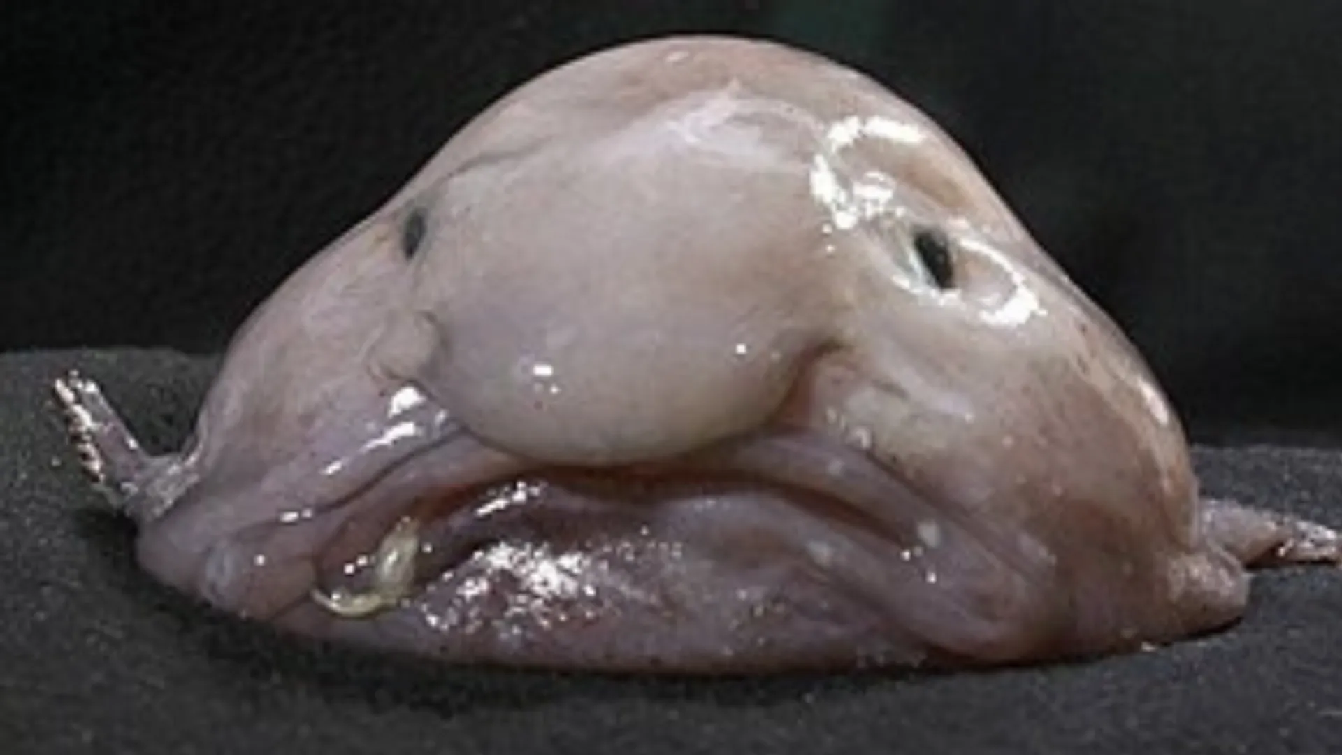 blobfish