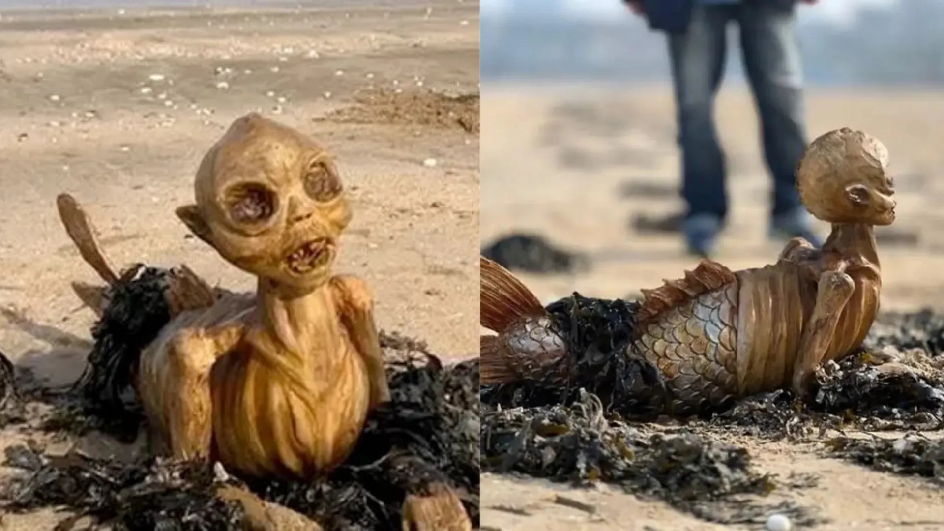 mystery creature