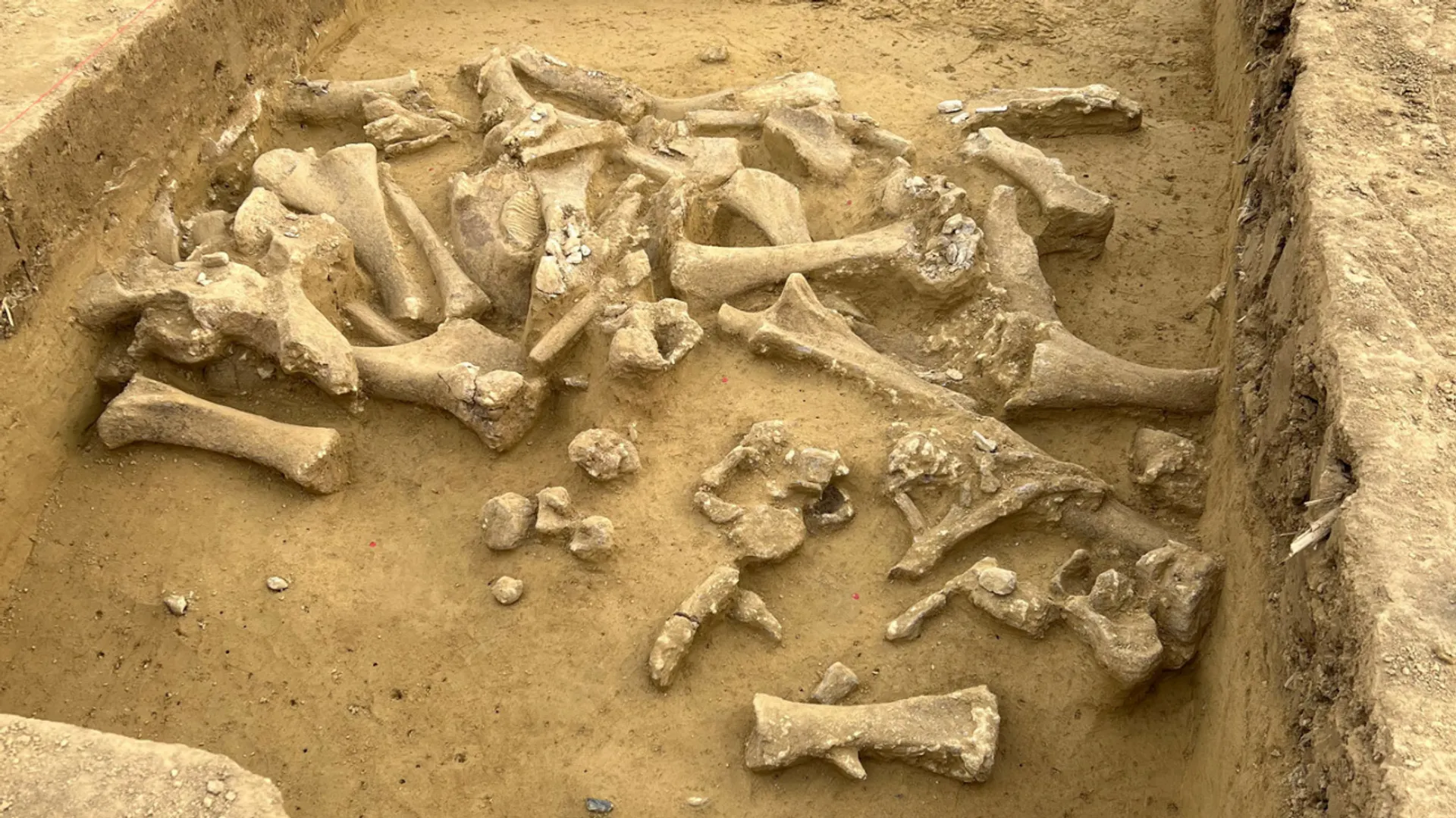 Layer of finds with the remains of dismembered mammoths and stone tools.