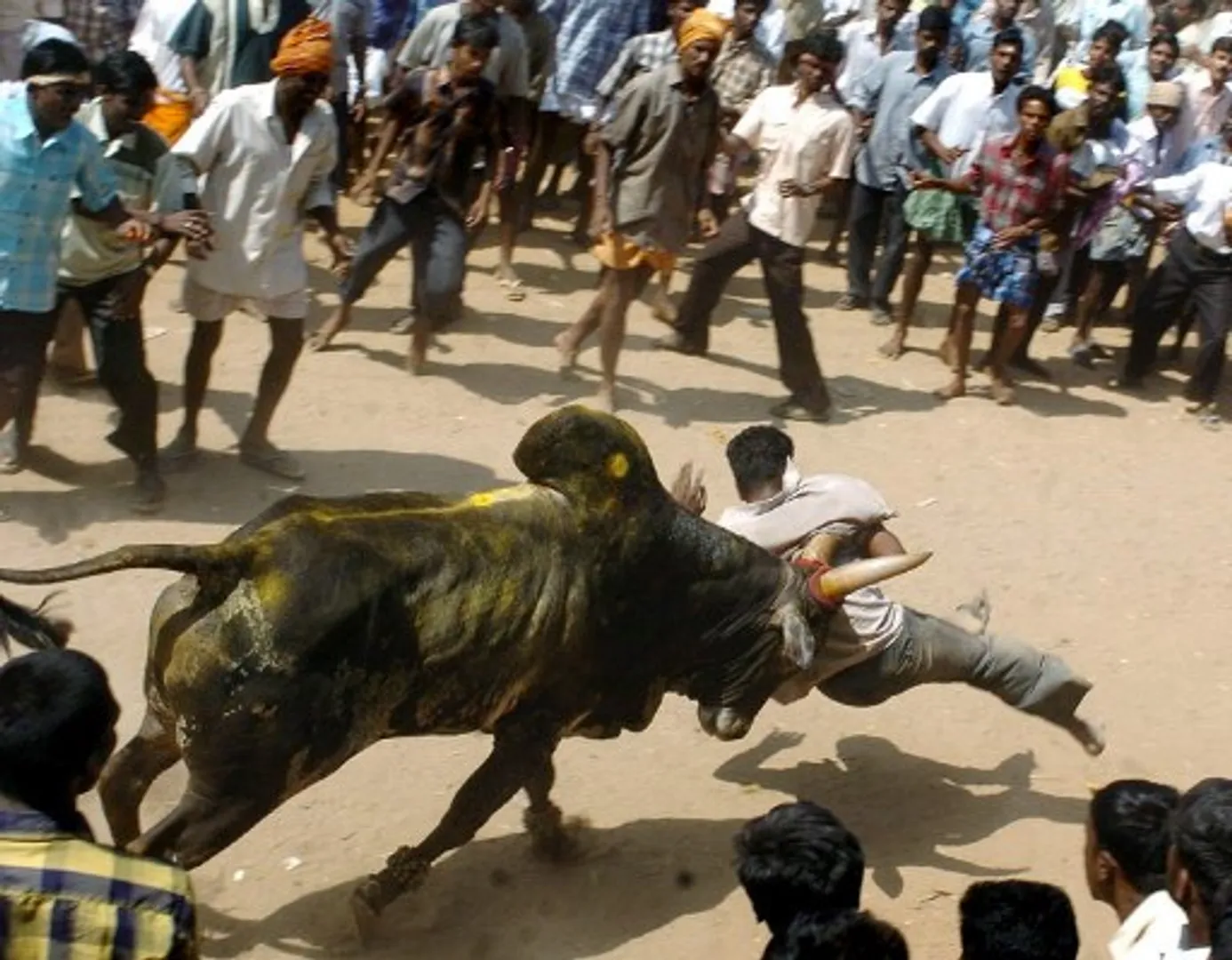 At least 30 Jallikattu supporters detained in India's Tamil Nadu state