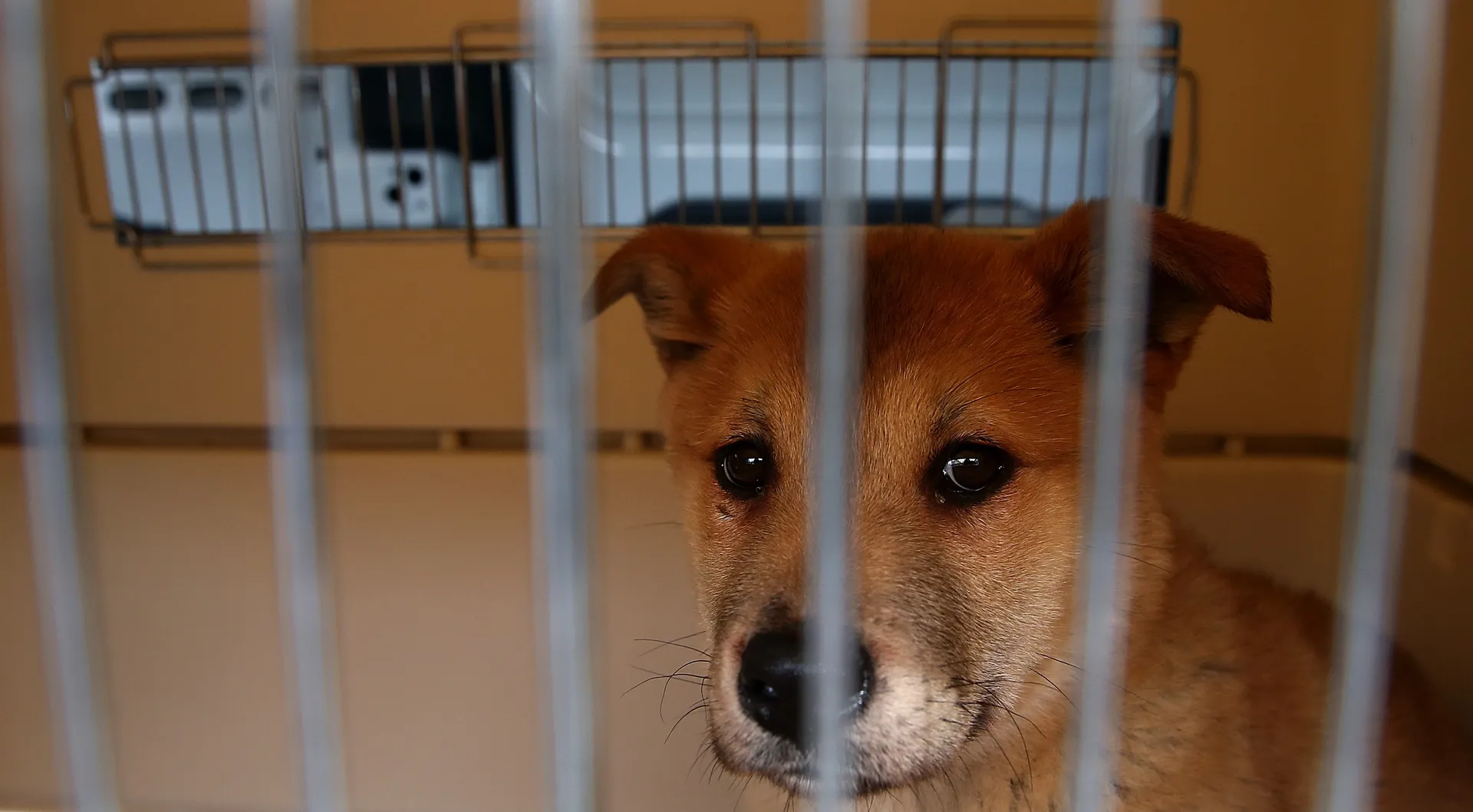 China's latest trend of mystery 'blind boxes' leads to deaths of puppies and kittens