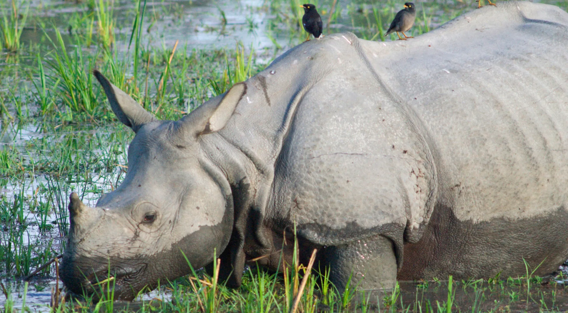 Death of so many animals is upsetting: Prince William and Kate Middleton write to Kaziranga National Park Director