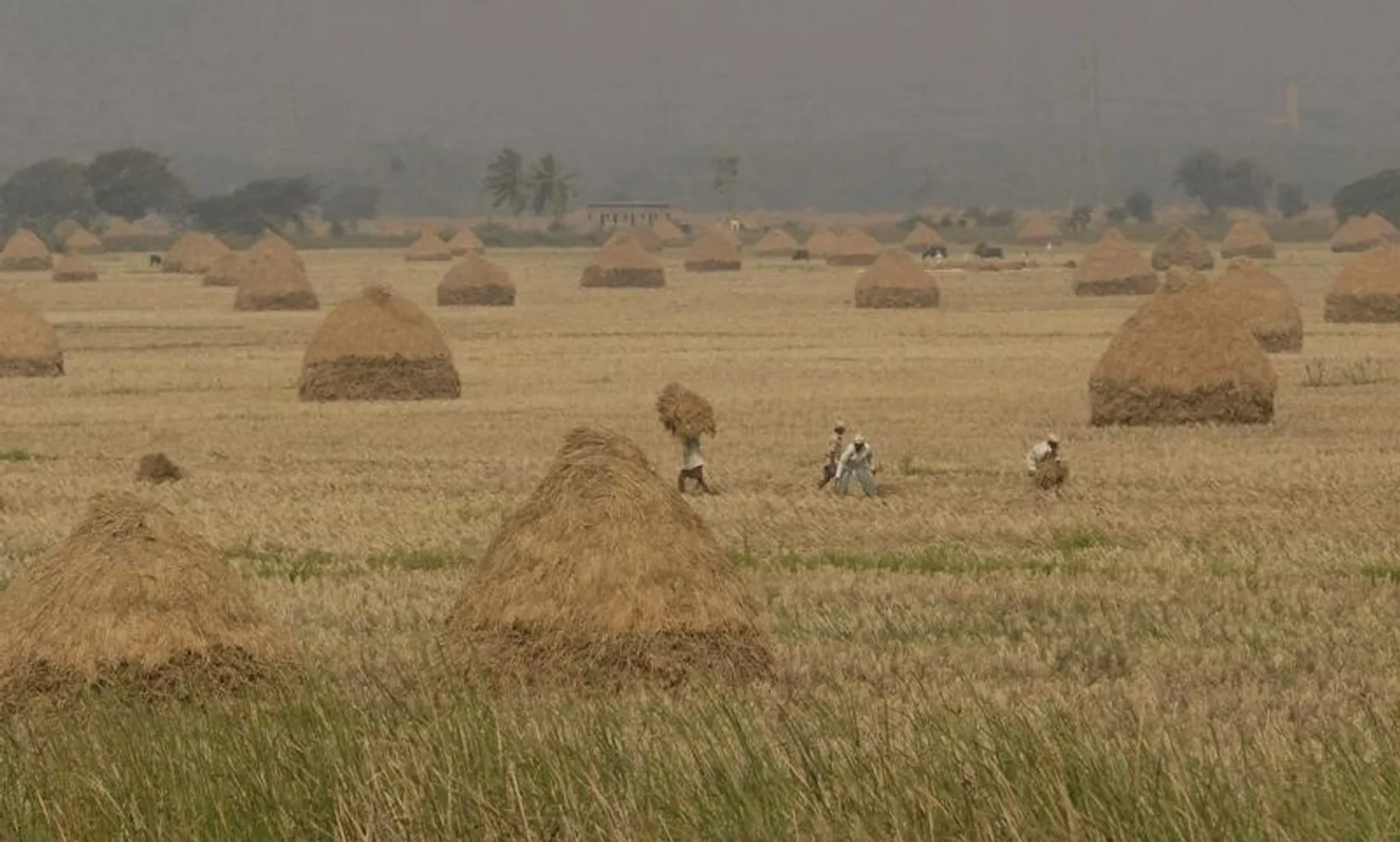 Demonetisation affects farming, construction activities in India's Odisha