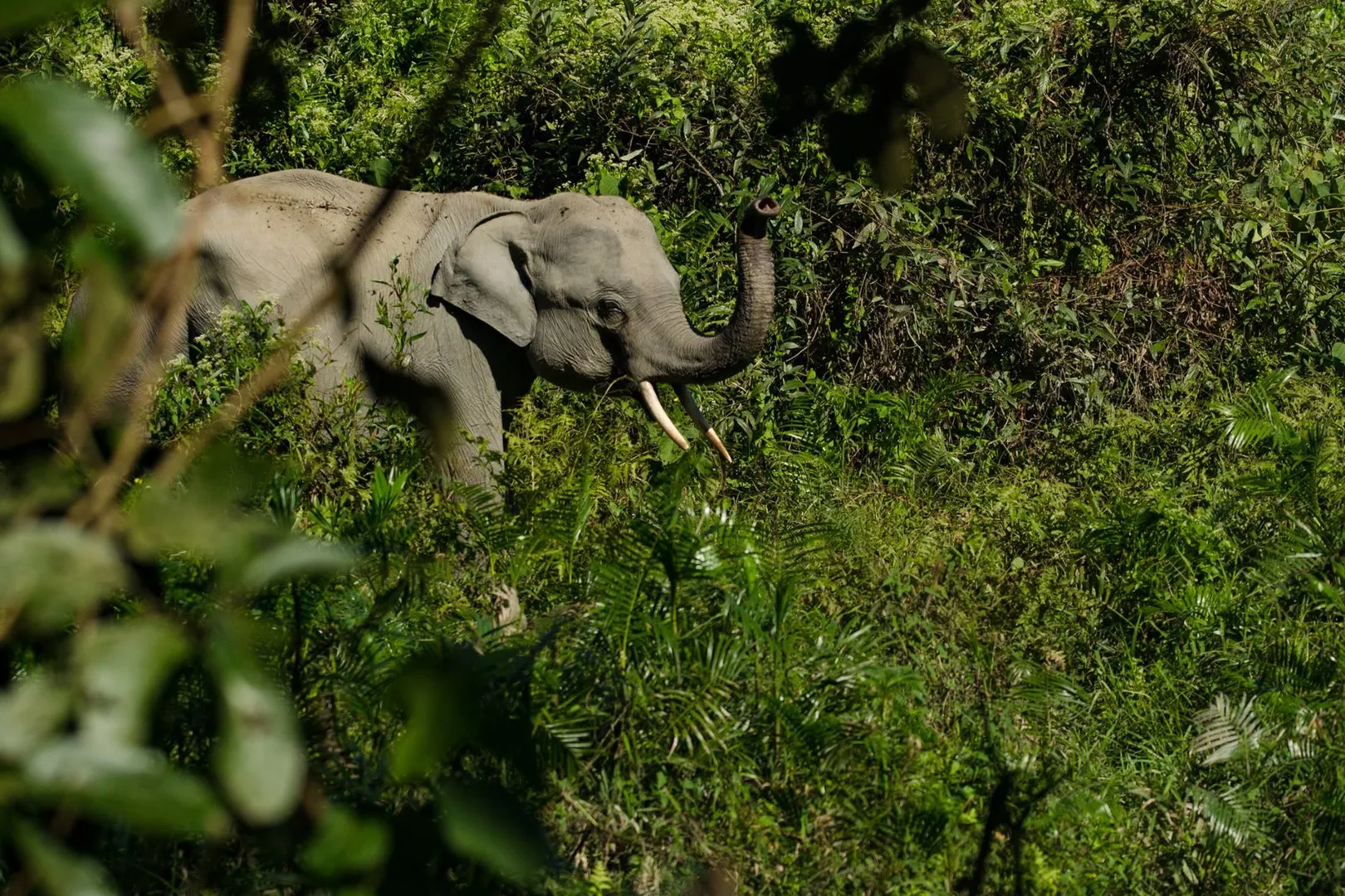 3 elephants killed after hit by moving train in Sri Lanka