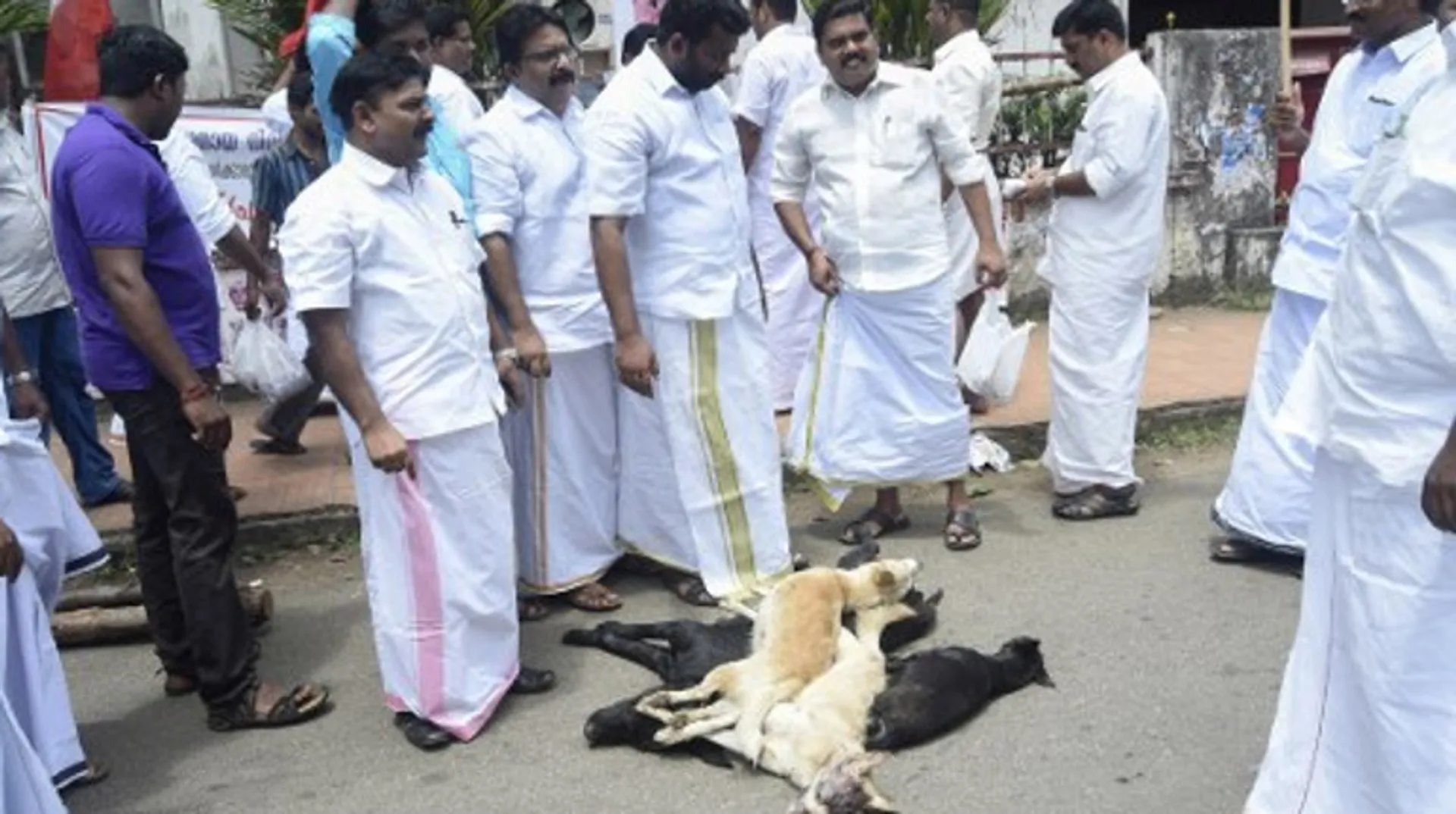 India's top court: Stray dogs also have a right to live