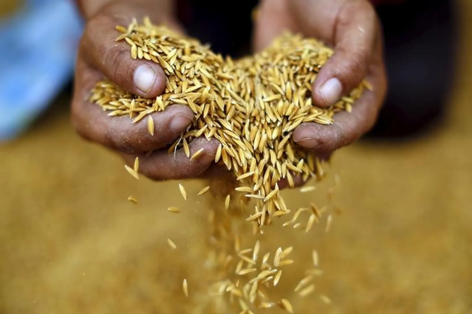 Extreme weather increasing level of toxins in food, scientists warn
