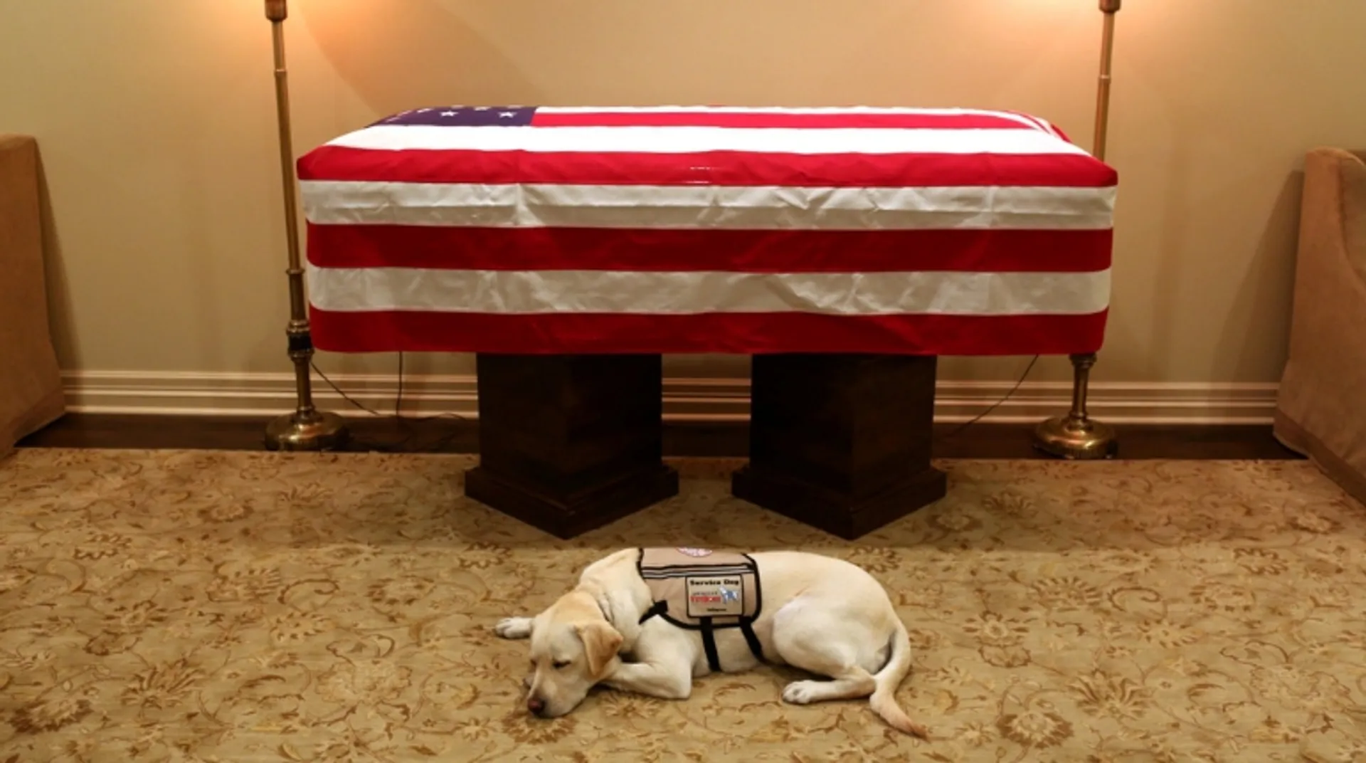 'Mission complete', George HW Bush's service dog Sully pictured near his casket
