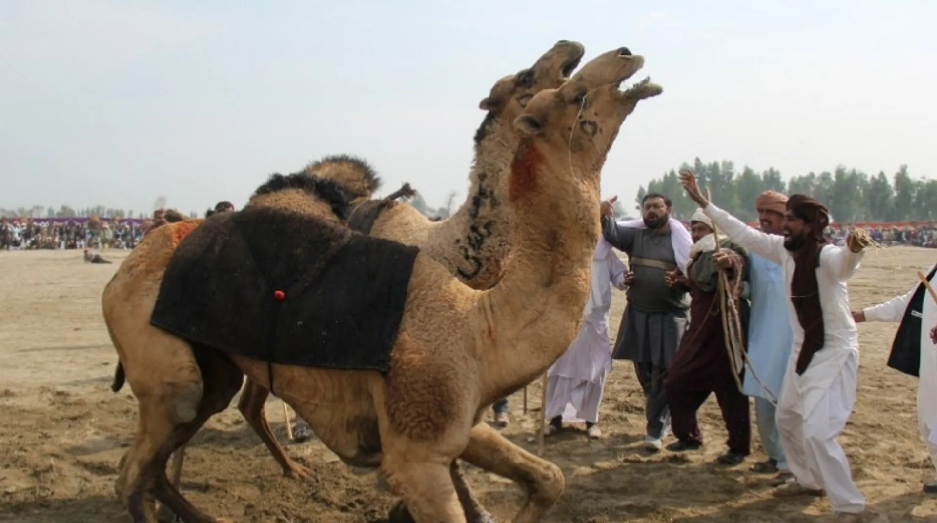 Culture or cruelty? Camel fighting persists in Pakistan despite ban
