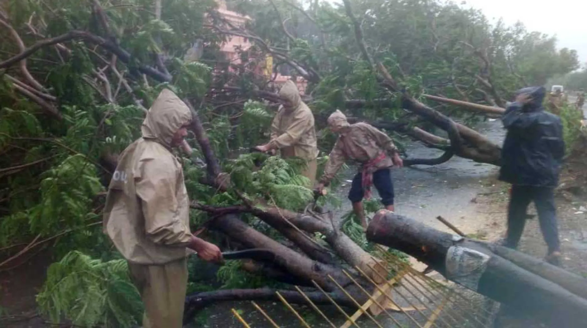 Cyclone Fani: Around 20 lakh trees uprooted in Odisha