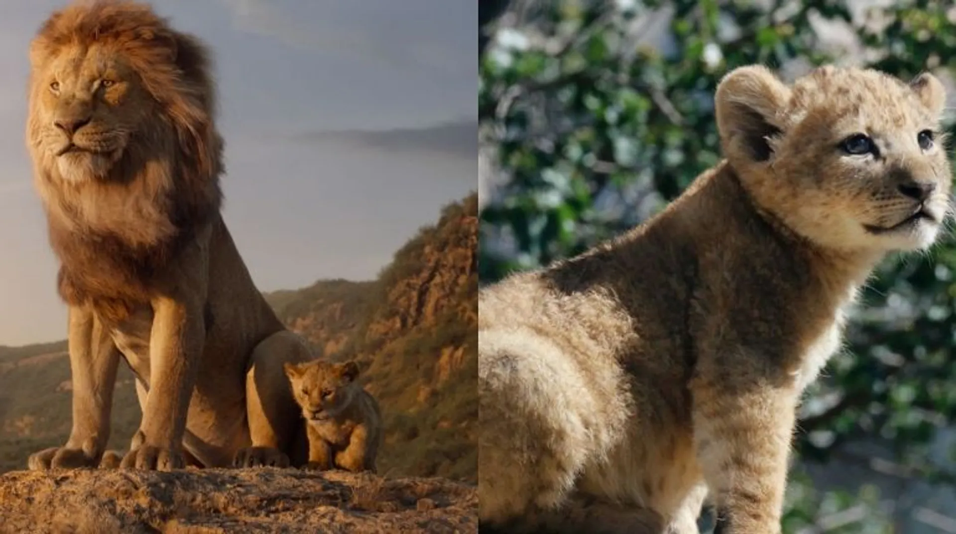 Meet Bahati, the lion cub who served as a model for Simba in 'The Lion King'