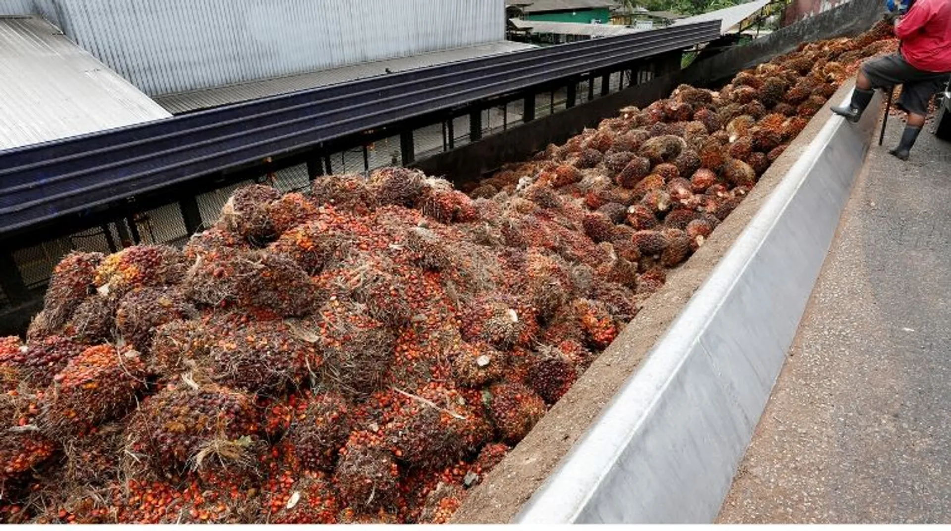 India puts curbs on palm oil imports from Malaysia following PM Mahathir Mohamad's CAA remark
