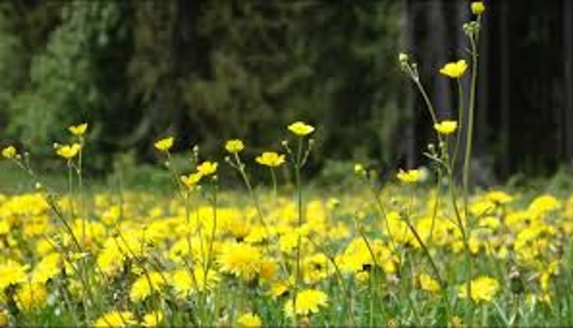 Video Analysis: Converting biodegradable waste into compost can help boost the green cover