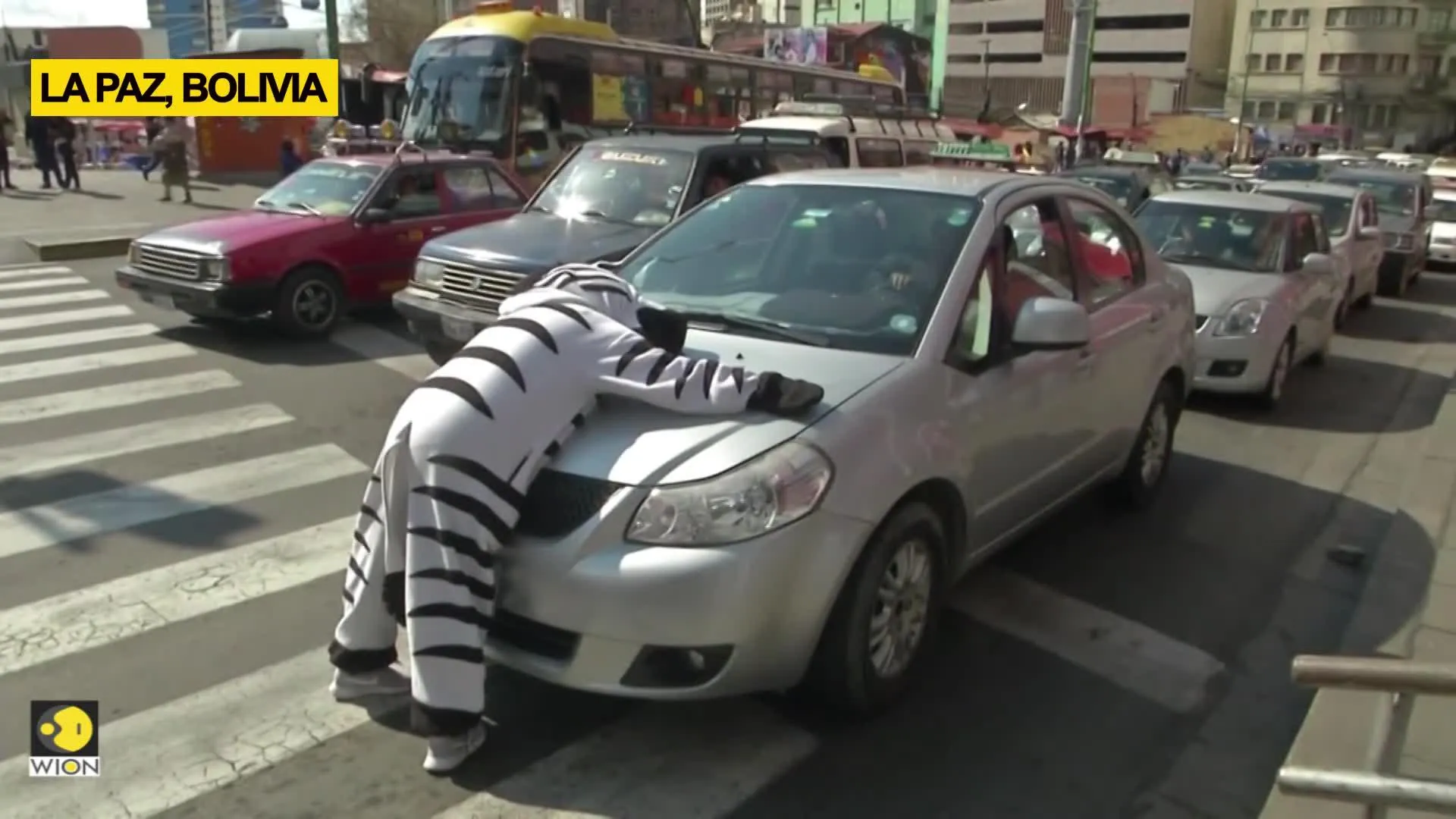 Bolivia takes zebra crossing literally for road safety