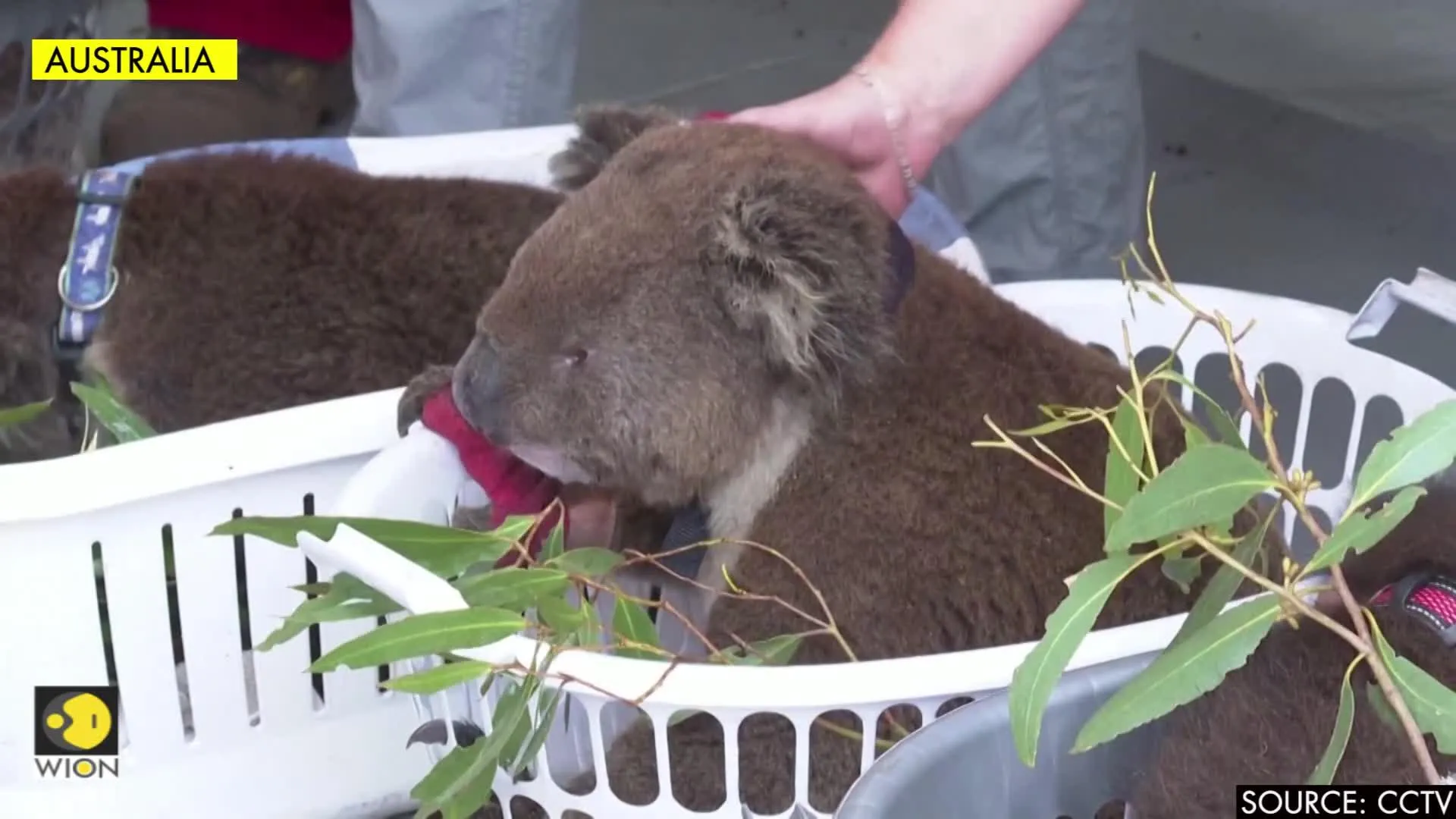 Temporary animal hospital saves wild animals injured in Australian bushfires