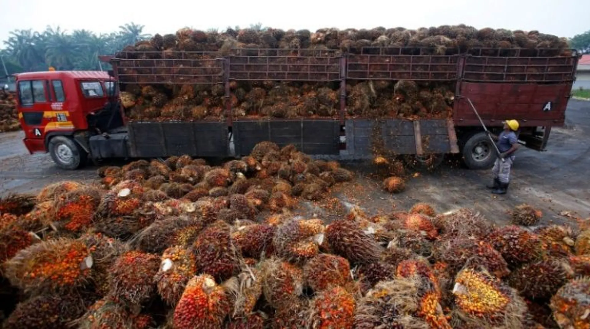 India allows some refined palm olein imports from Nepal amid restrictions: Report