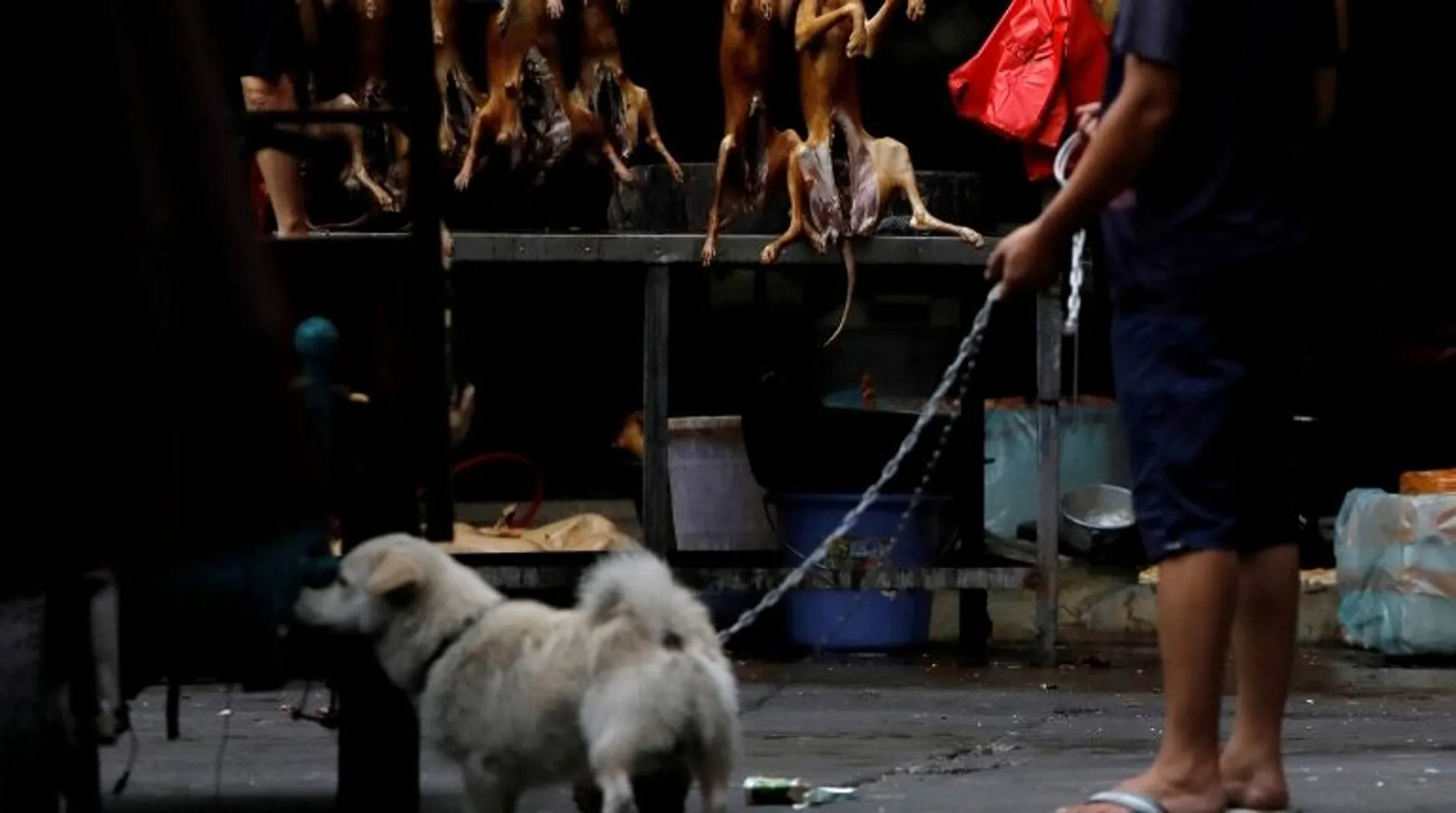 South Korea passes landmark bill banning sale and consumption of dog meat