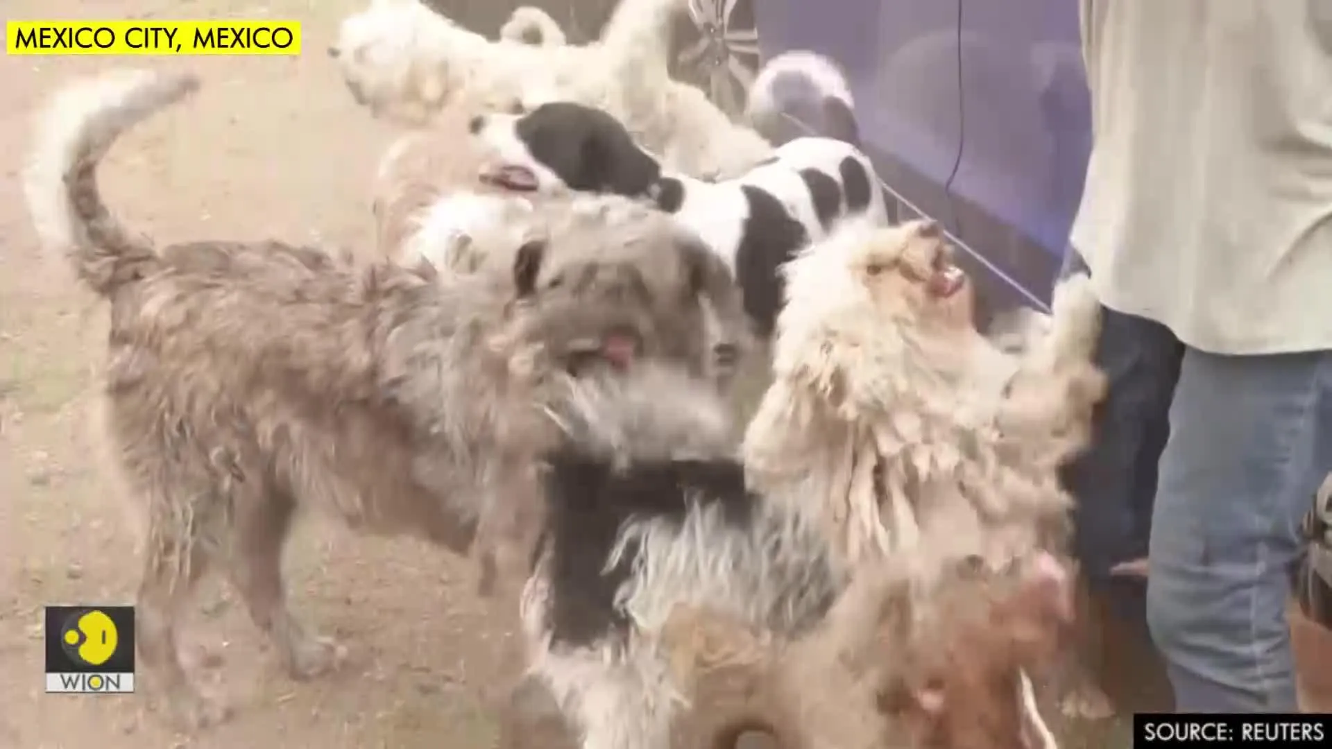 Adopted pets and people help each other through Mexico coronavirus lockdown