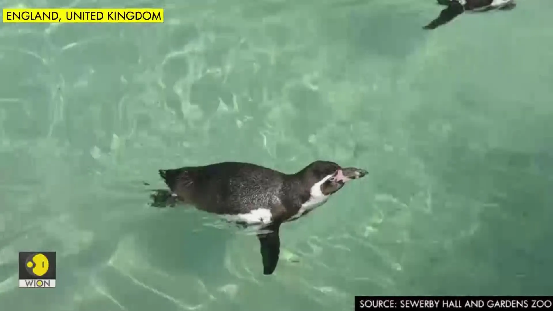Rosie the Humboldt penguin celebrates 30th birthday