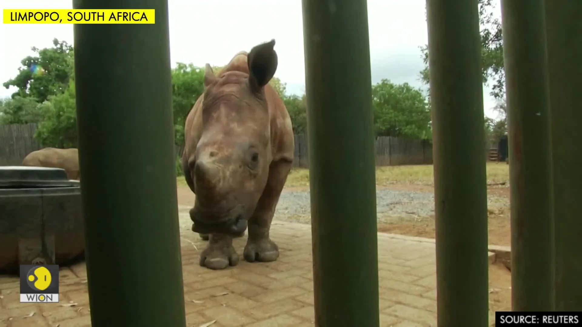 South Africans volunteer to keep rhino orphanage going during lockdown