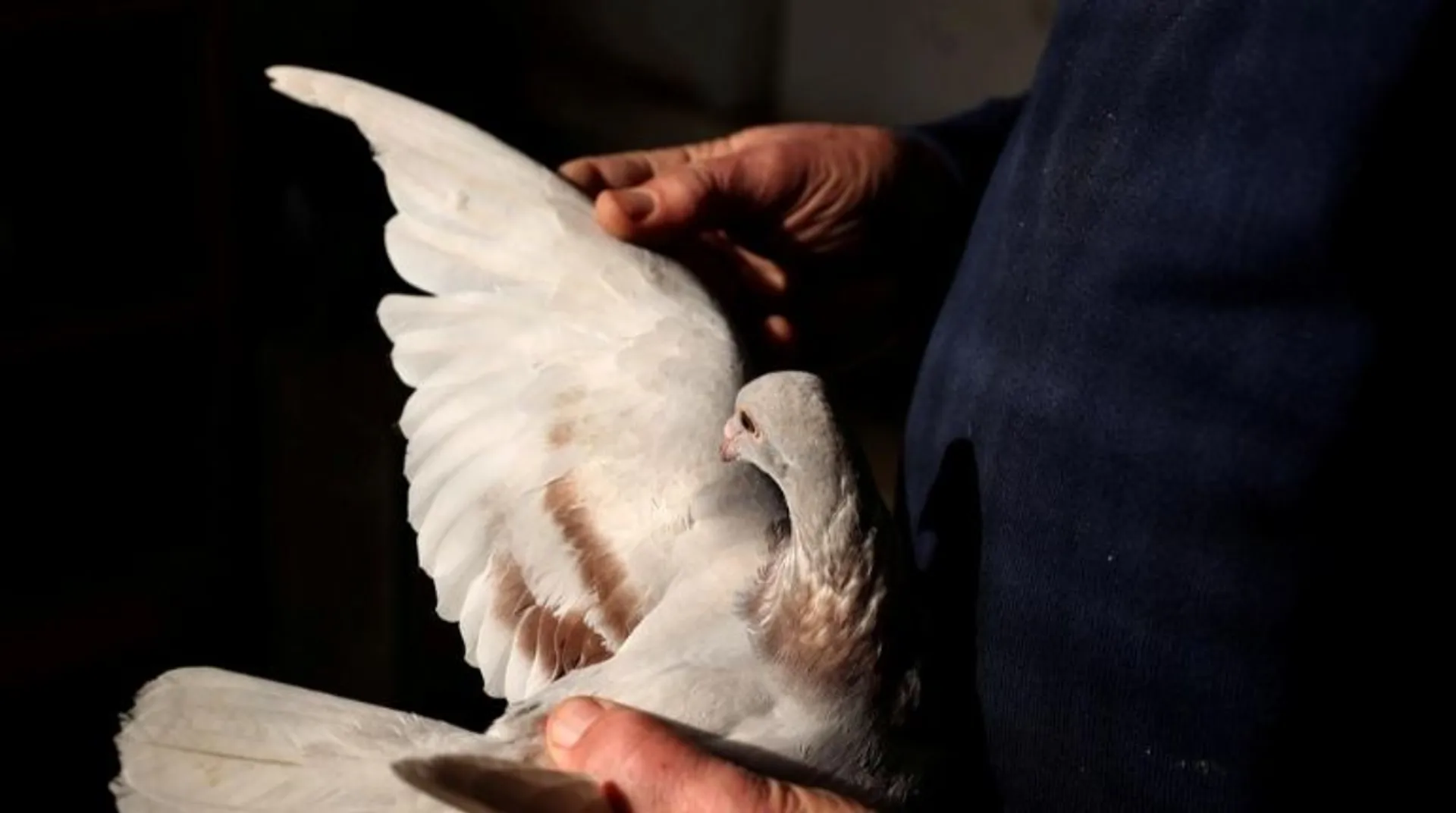 Just an innocent bird - India returns Pakistan's suspected spy bird