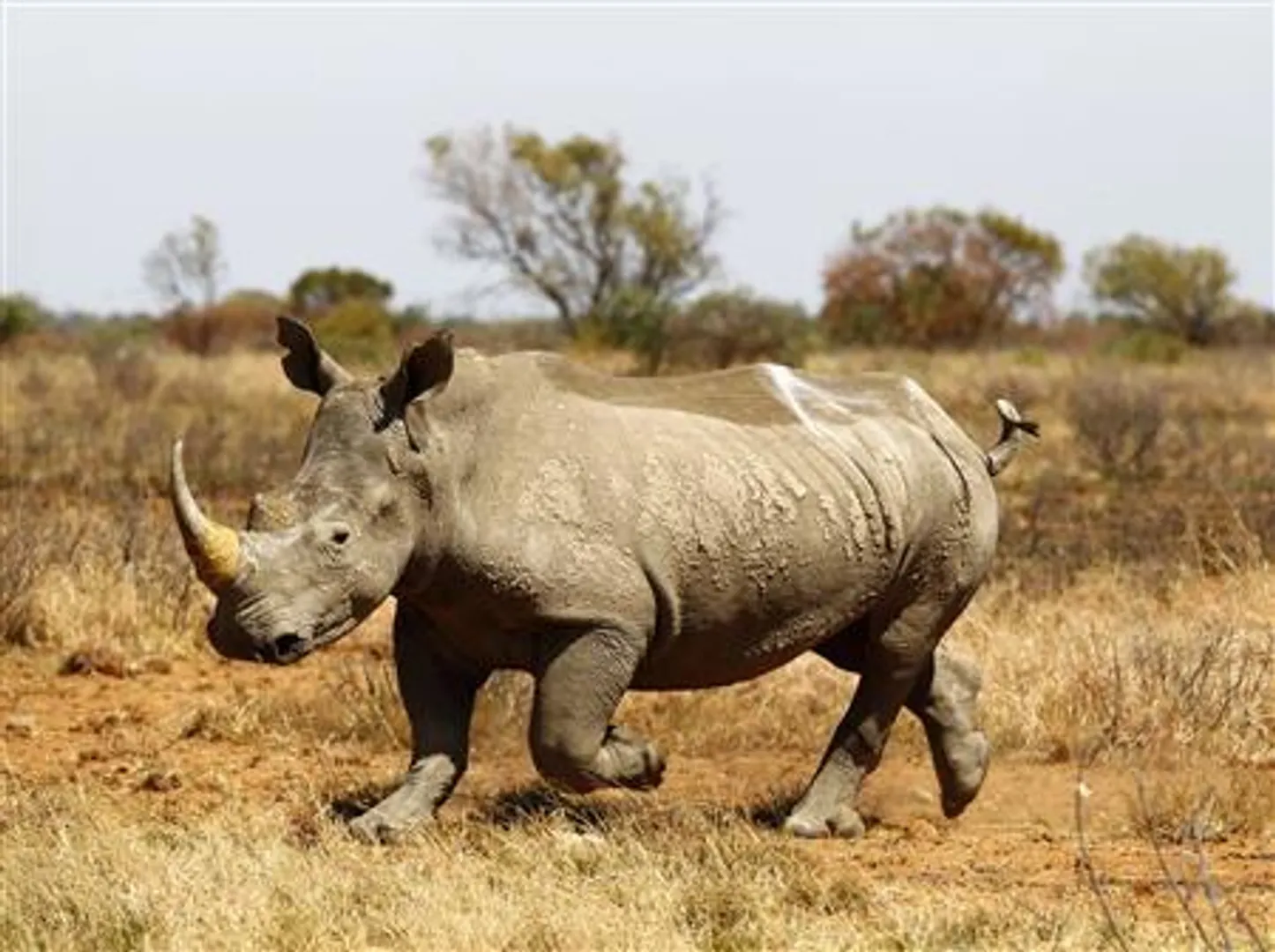 South Africa dehorns dozens of rhinos to prevent lockdown poaching surge
