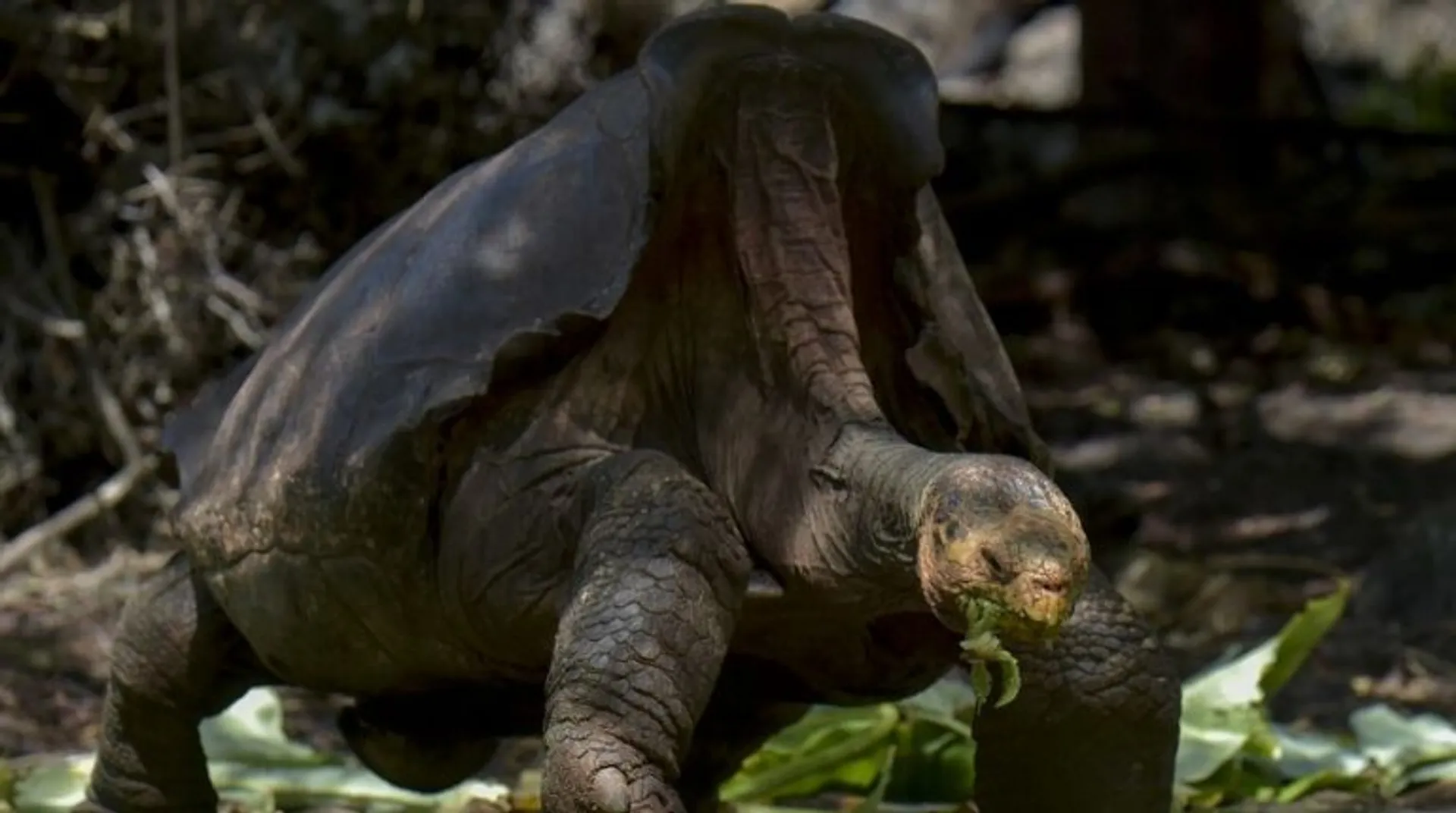 Diego, the tortoise responsible for saving his species retires