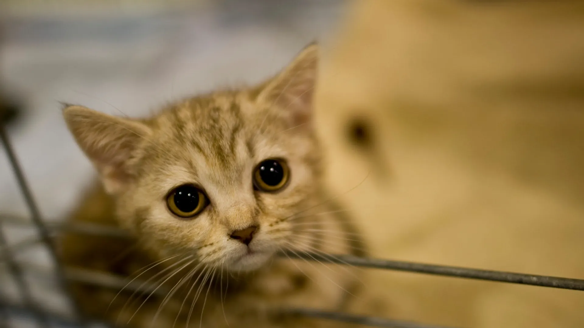 Cats experiencing 'life threatening' stress due to extra attention from owners