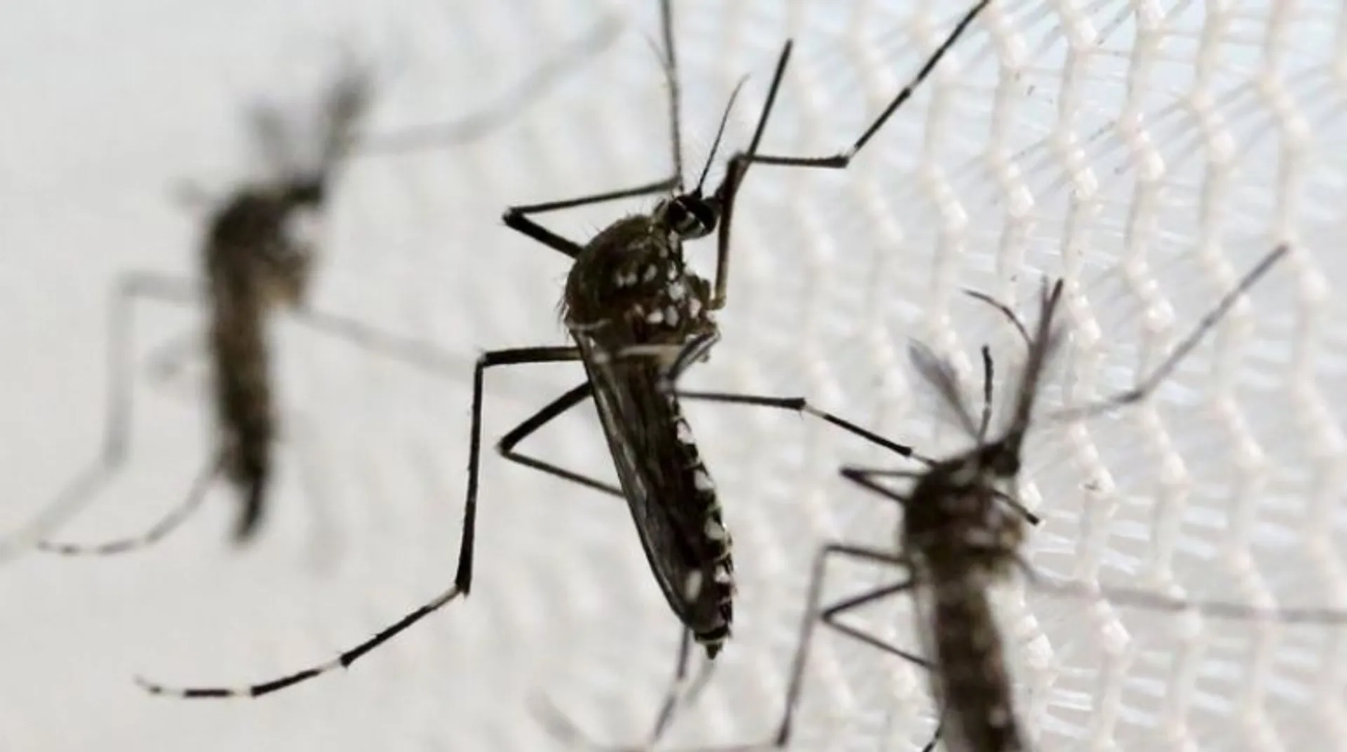 Singapore hit with dengue emergency: How aedes mosquitoes infect humans