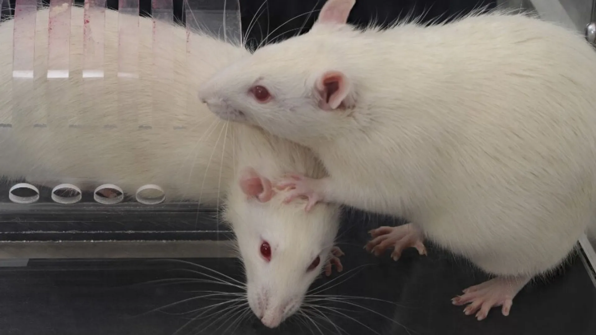 Chinese study shows that mice whiskers may provide insights to autism therapy