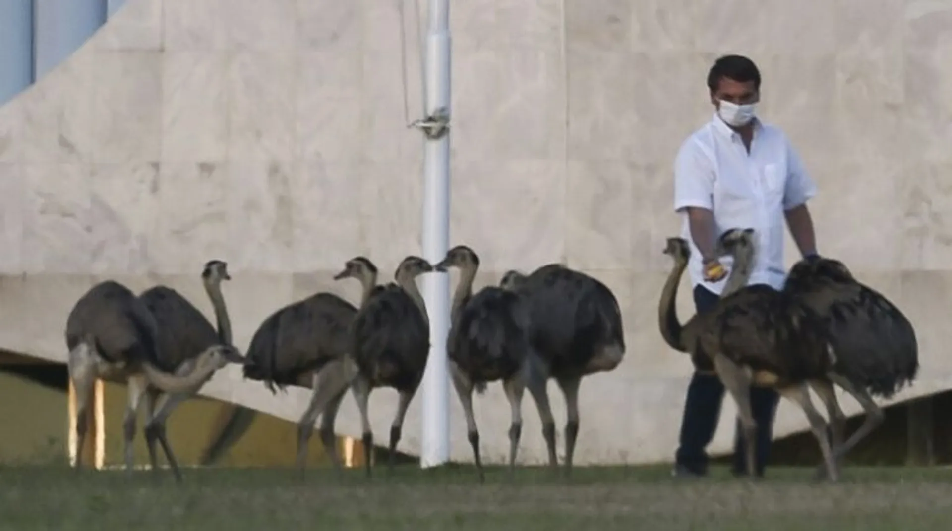 Brazilian President Bolsonaro bitten by emu-like birds during 'unbearable' quarantine
