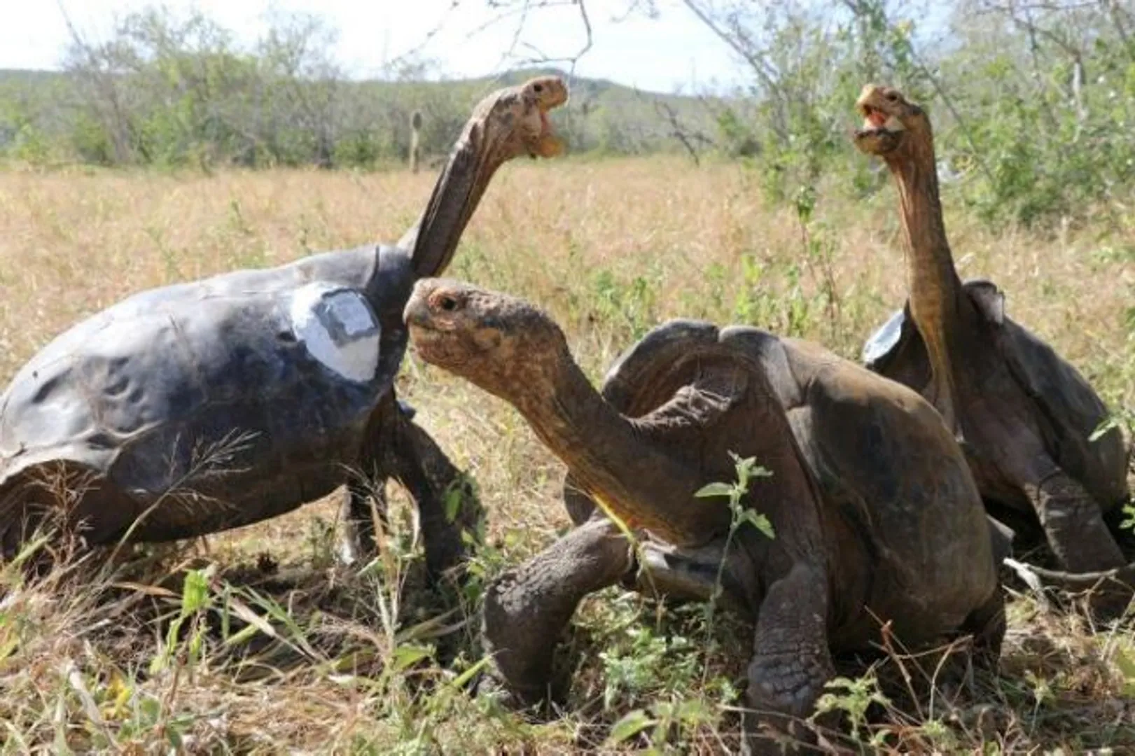 Tortoise filmed hunting a bird for first time ever
