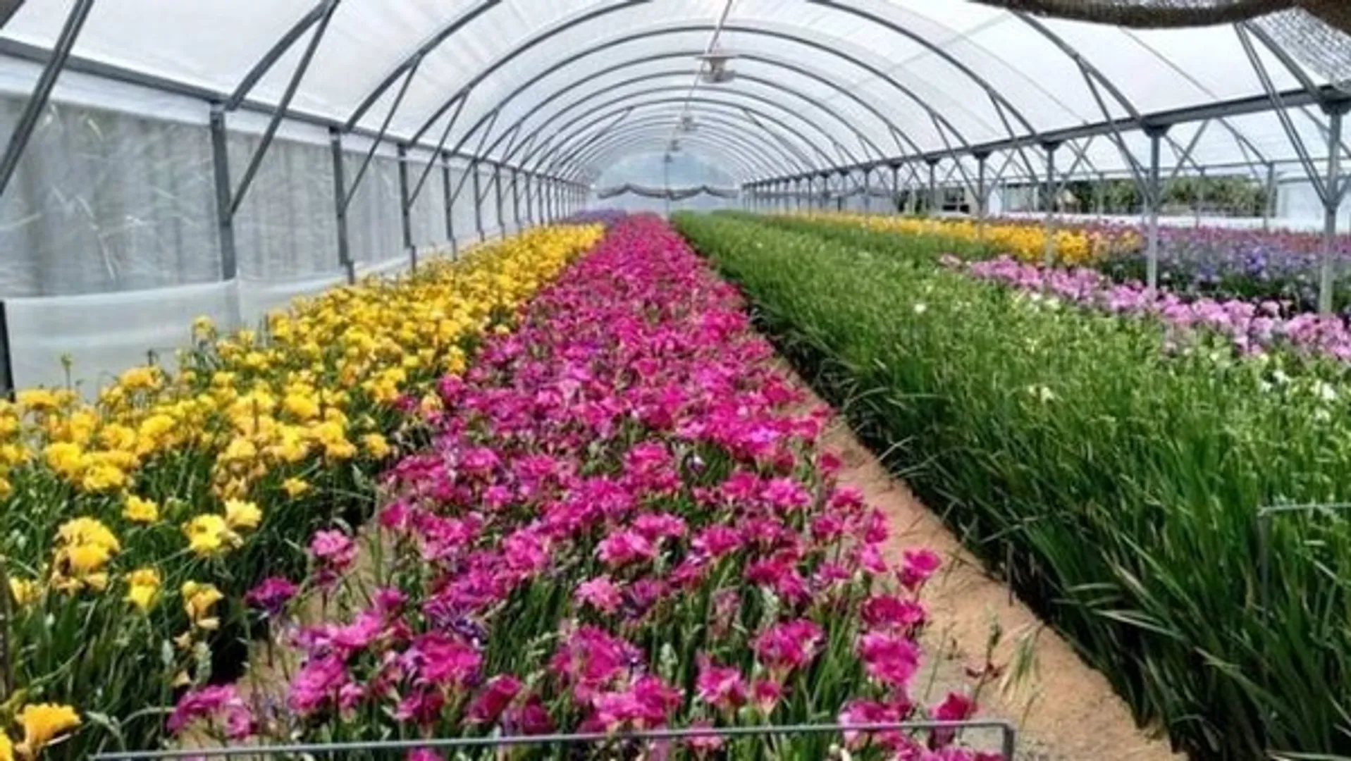 Colombia flower industry wilts amid the Coronavirus pandemic