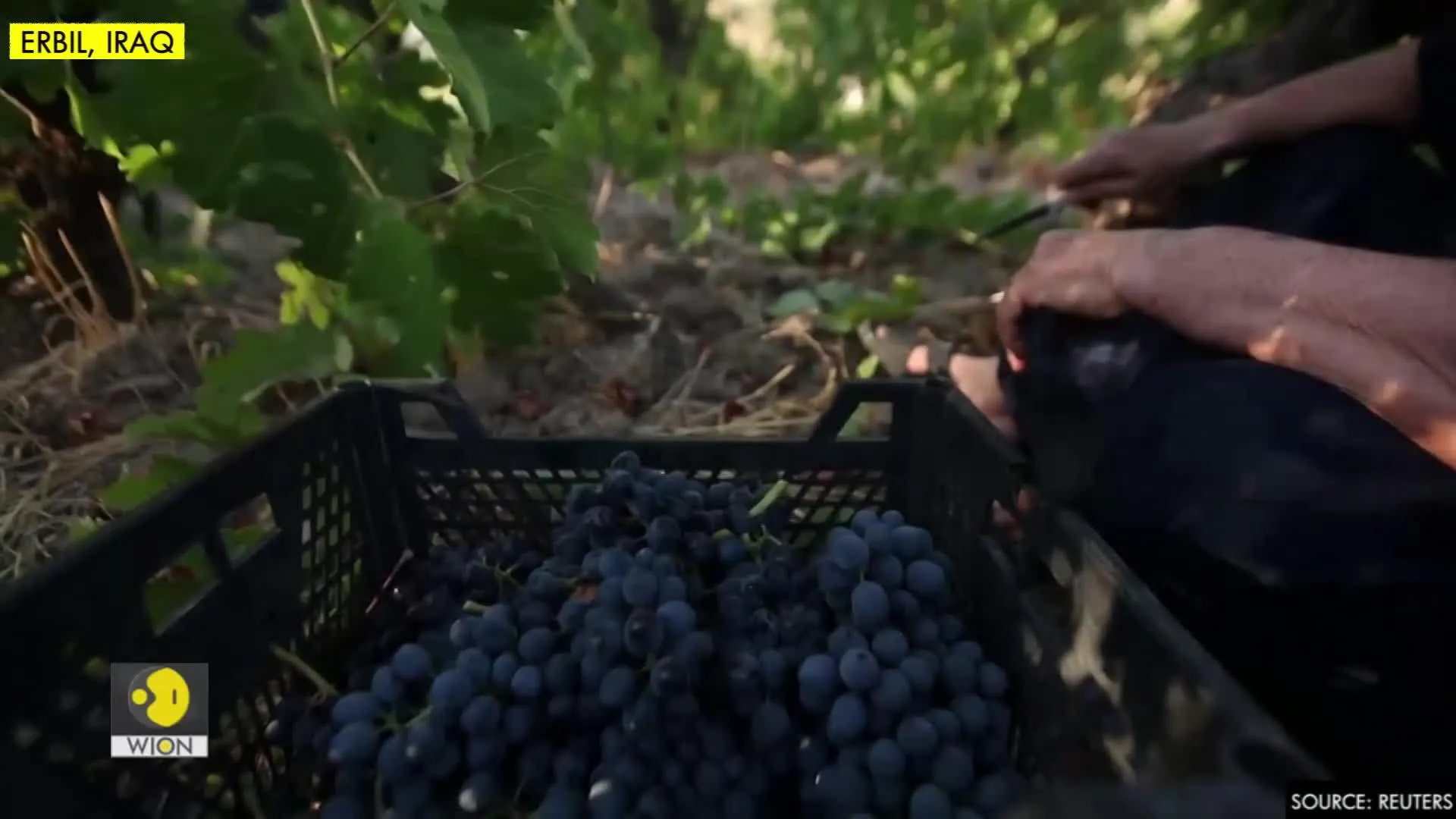 Iraqi woman's decades-long wine business hit by the pandemic