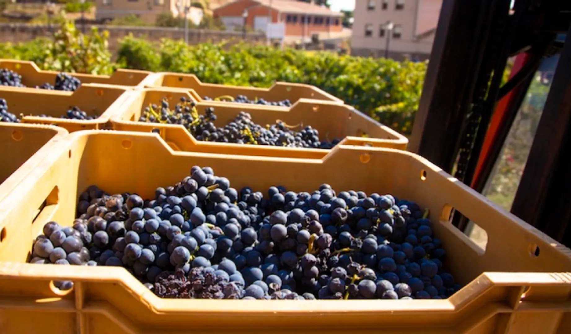 Vineyards in Spain at risk of bankruptcy, demand for wine down by 80%
