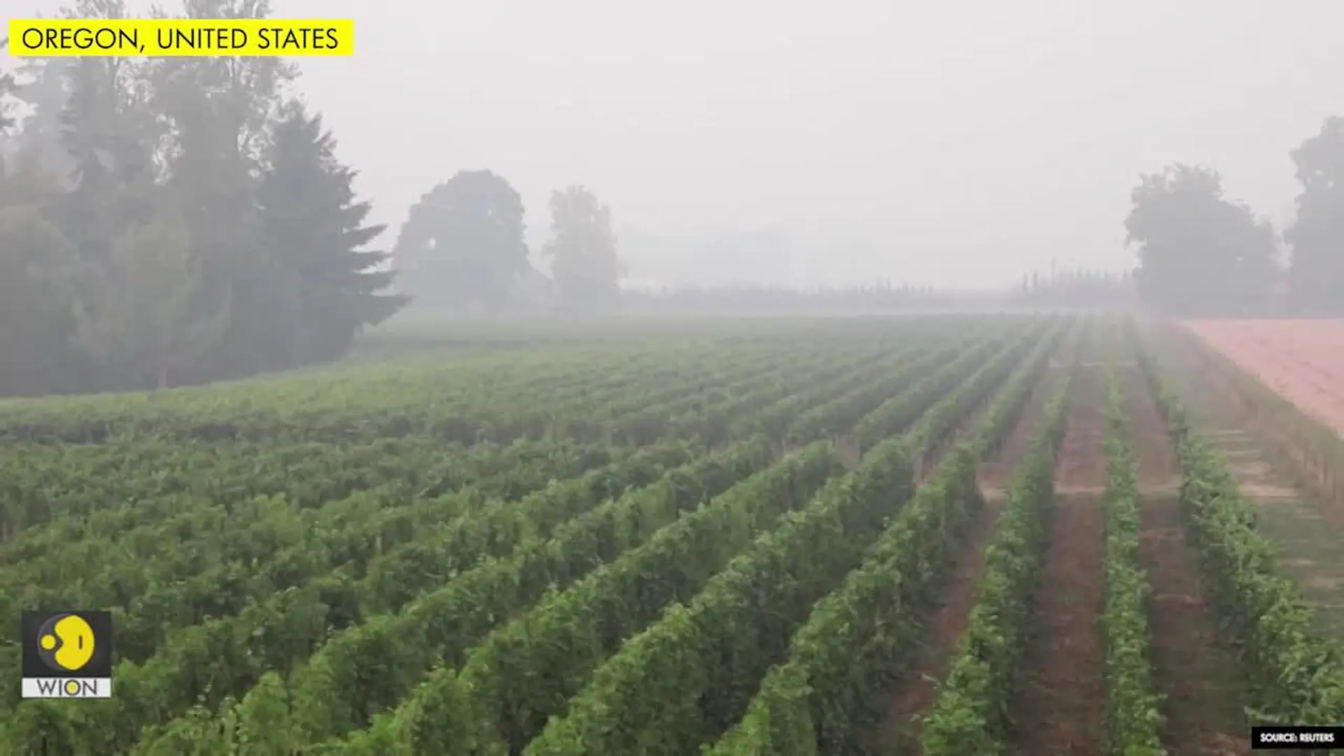Wine left to the birds as fires choke West Coast vineyards