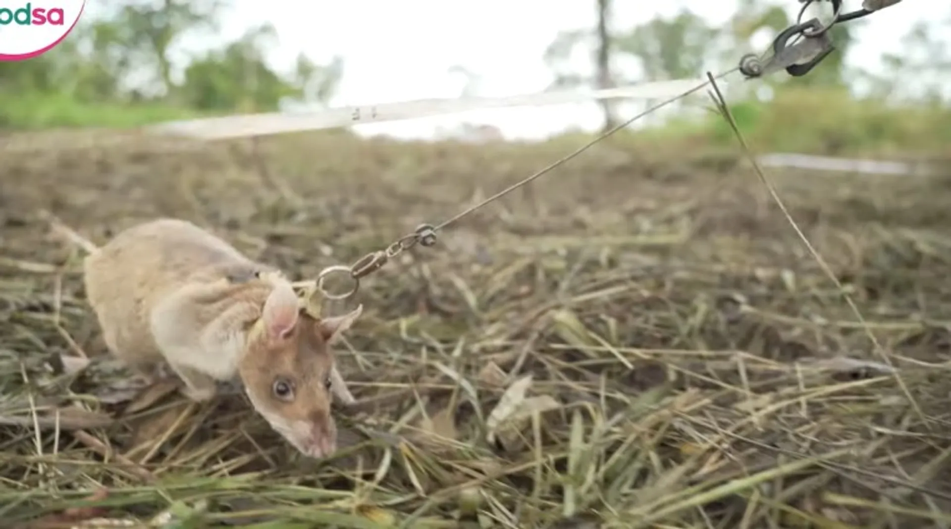 'Hero rat' awarded gold medal for hunting landmines