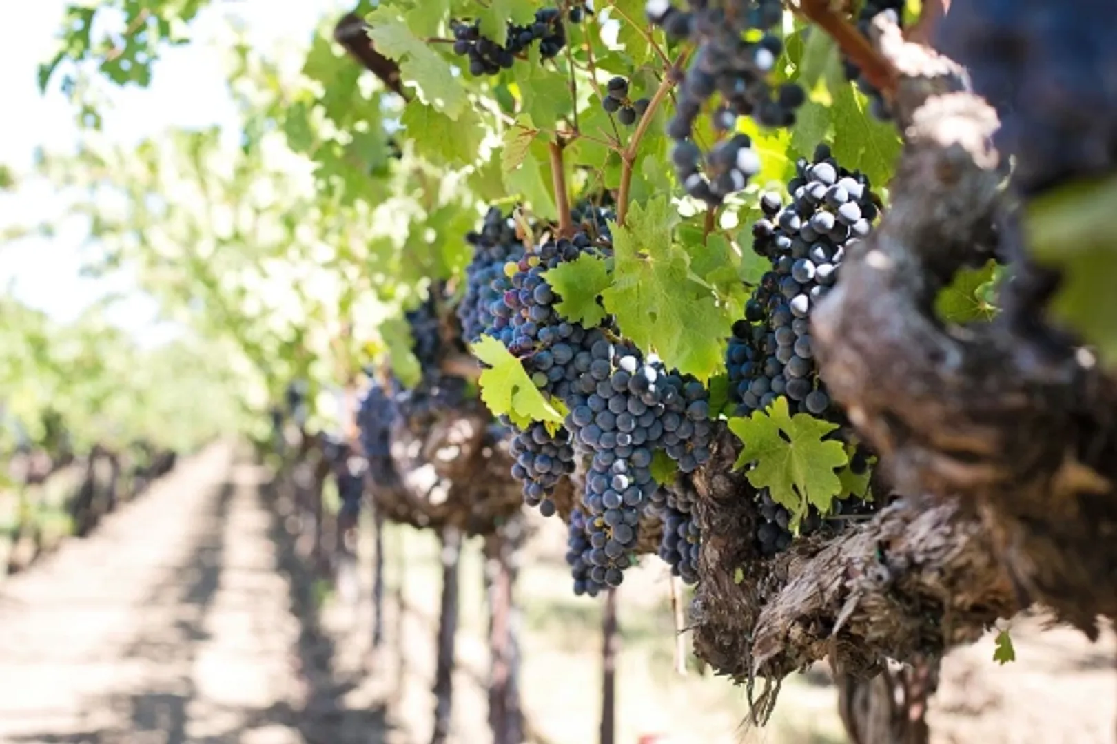 Paris: Vineyards in Ile-de-France witness revival