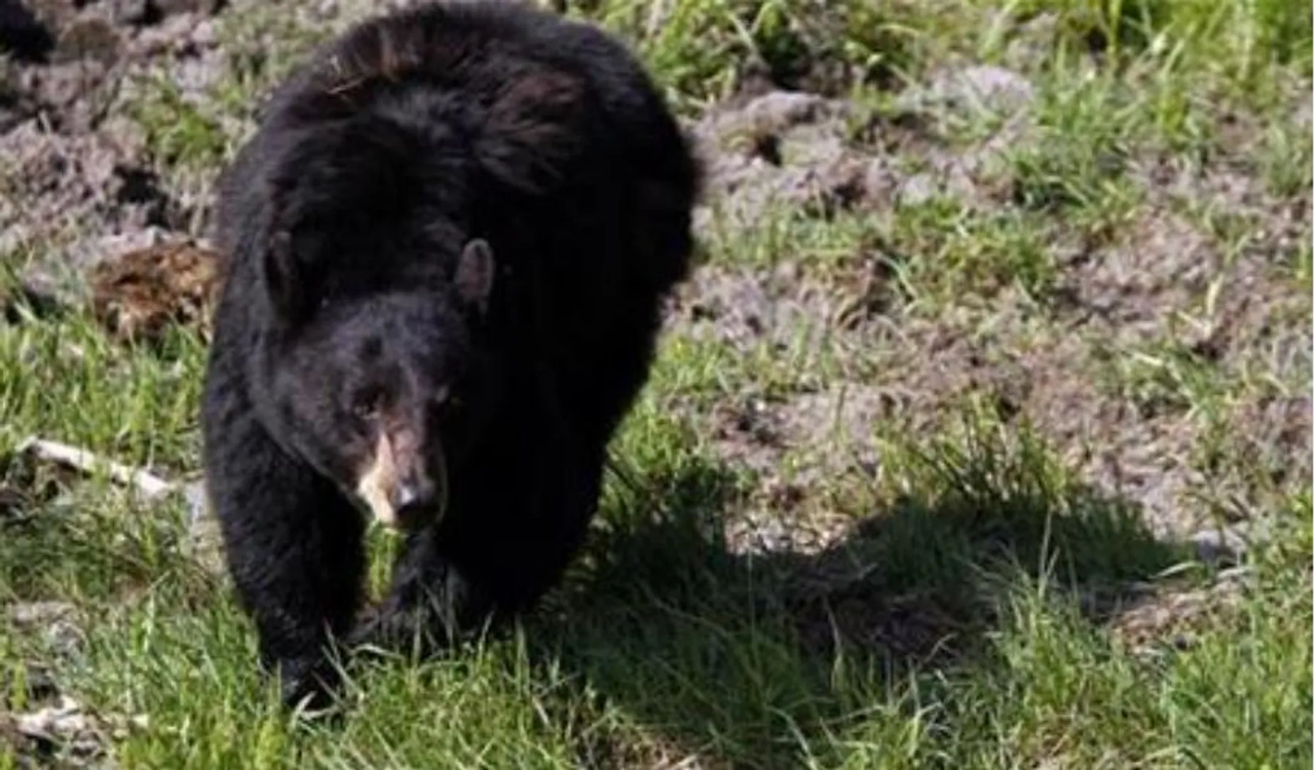 26-year-old woman dies after a rare attack by black bear in CanadaÂ 
