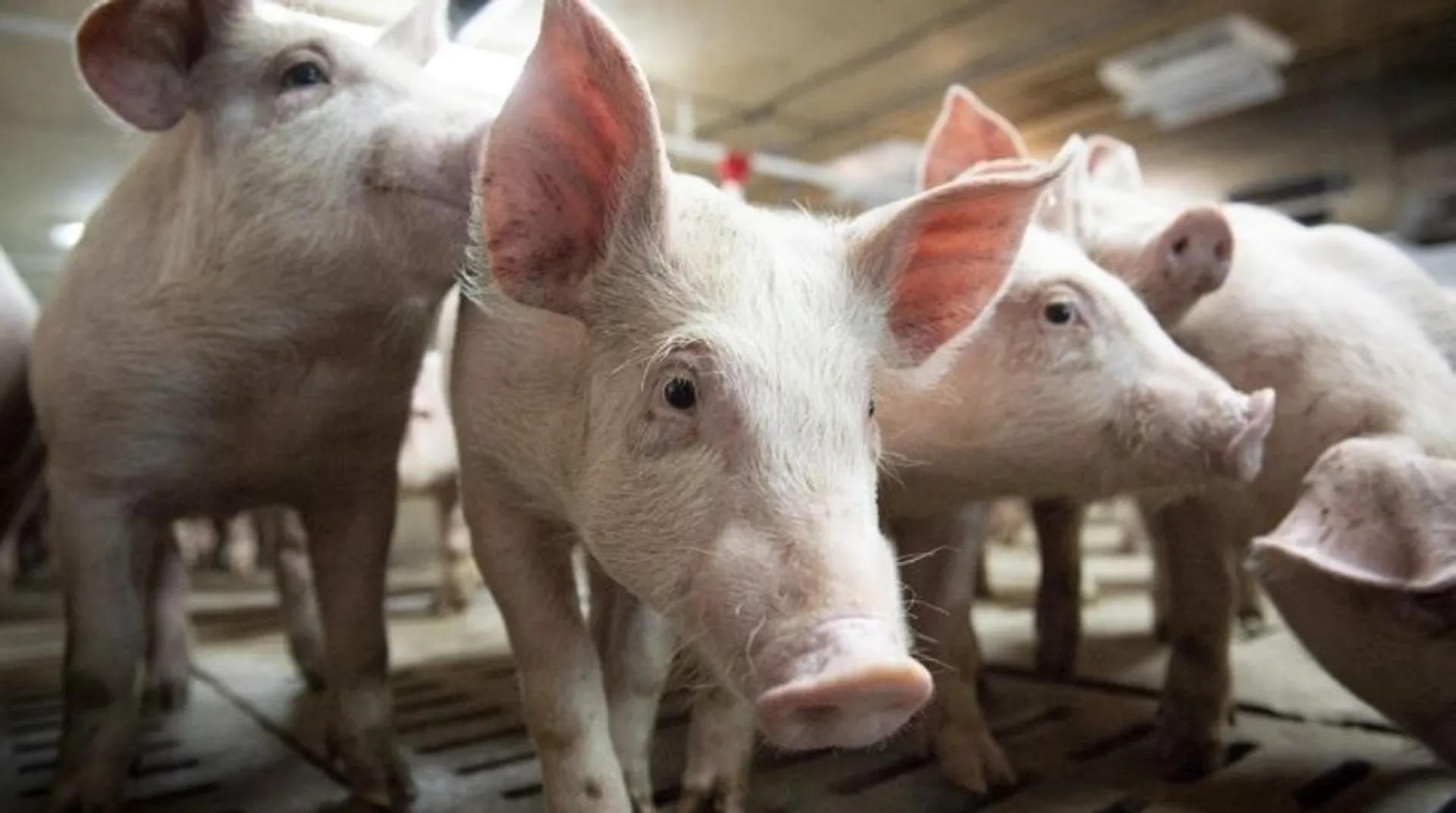 Watch: US doctors successfully test a pig kidney transplant on a human patientÂ 