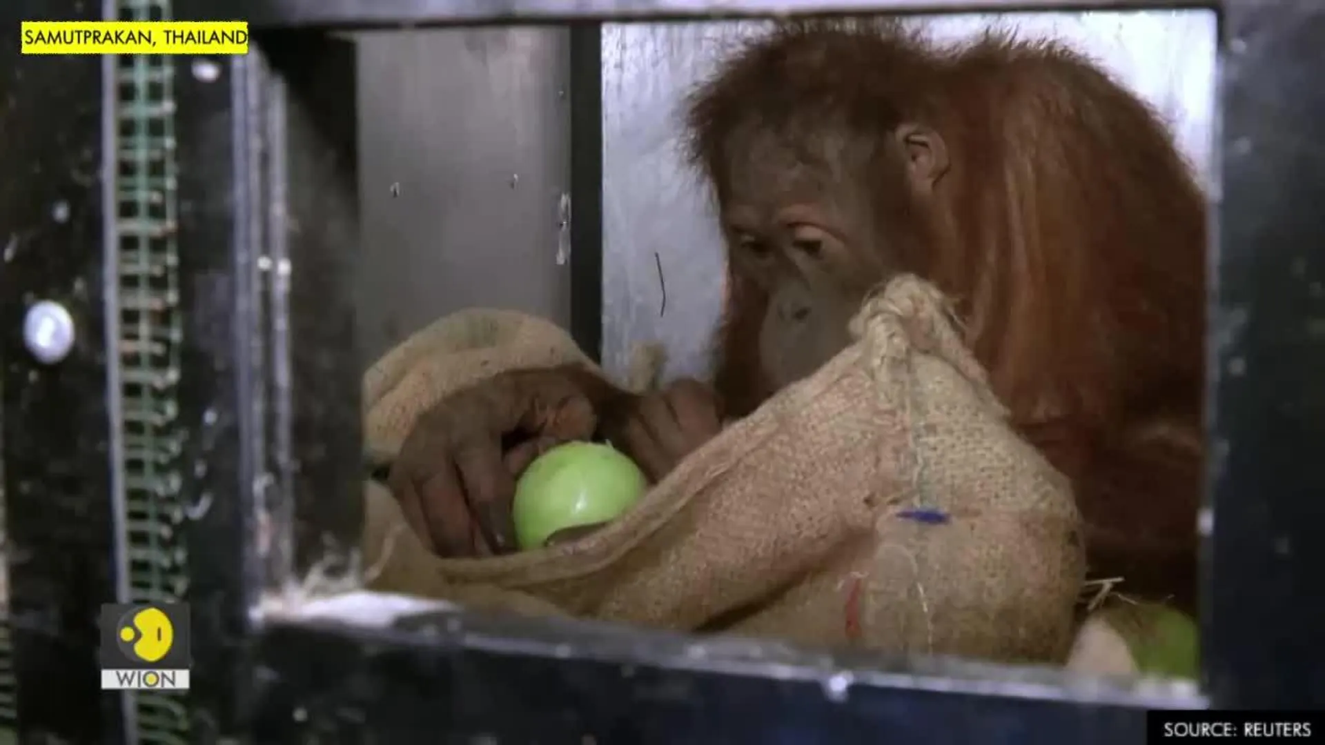 Thailand repatriates two Sumatran orangutans to Indonesia