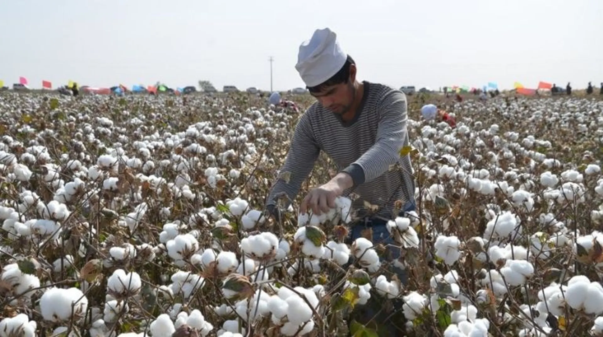 Researchers find traces of Xinjiang's cotton in top brands such as Adidas, Puma and Hugo Boss
