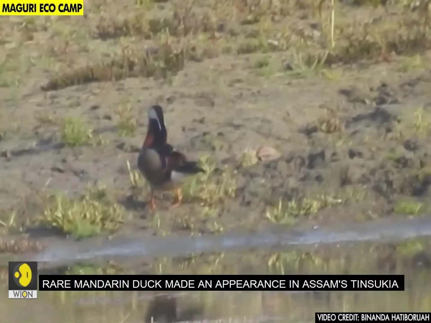 Rare mandarin duck spotted in Assam after nearly 100 years